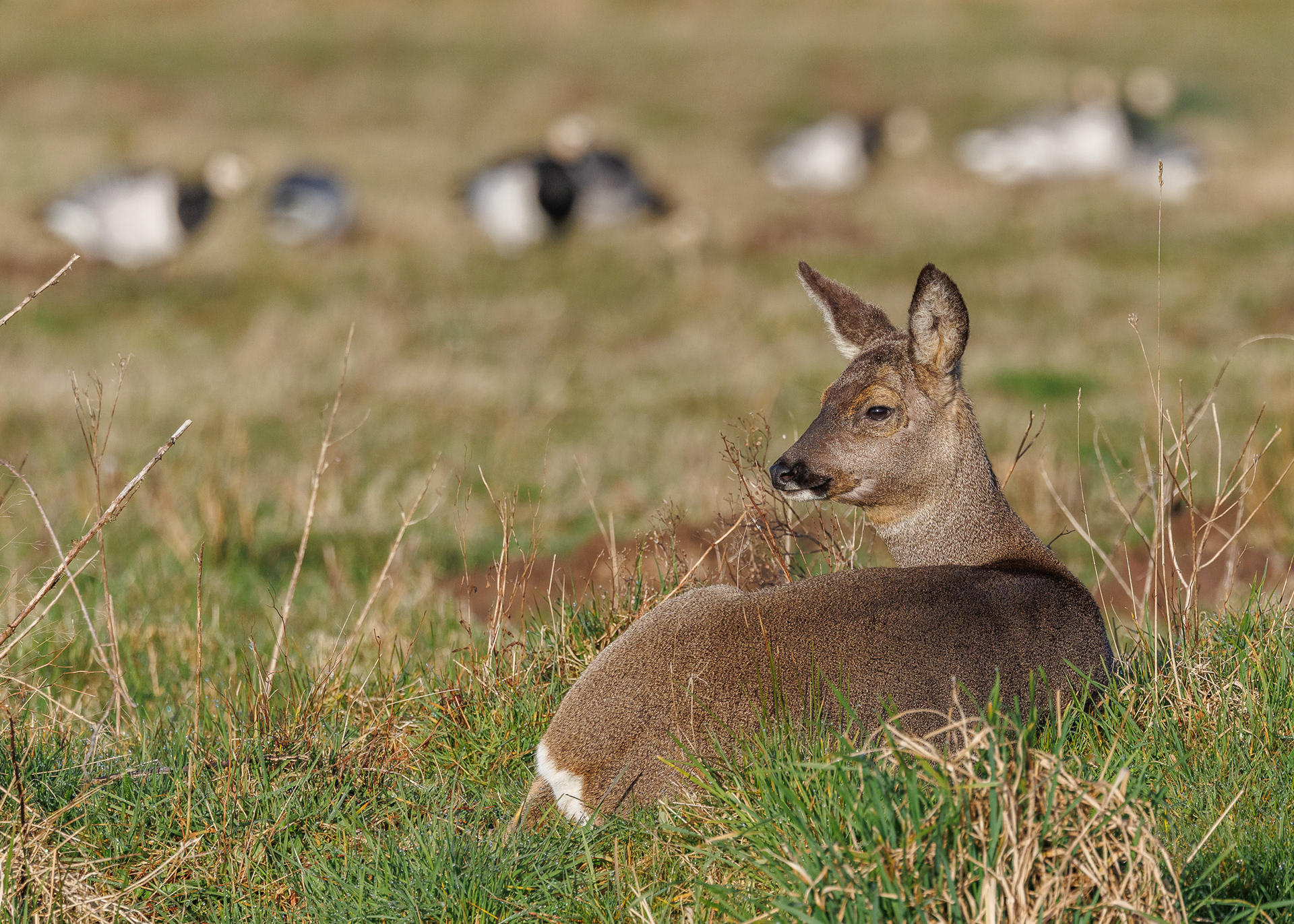 Roe Deer