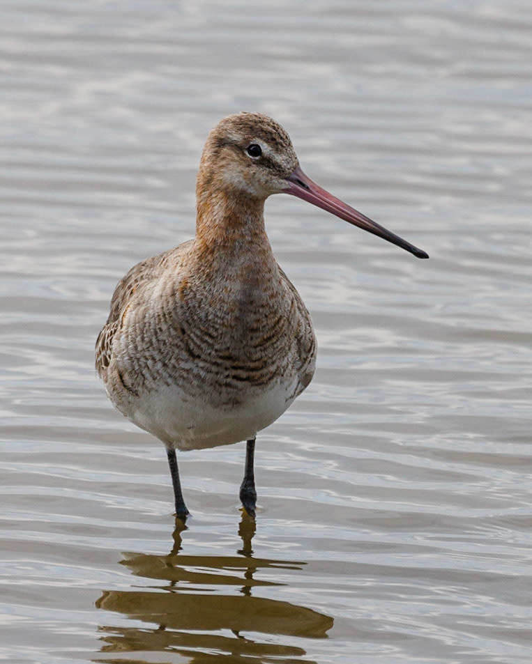 Black-tailed Godwit