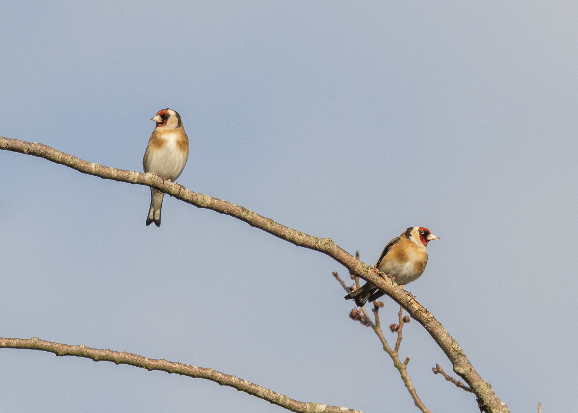 Goldfinch