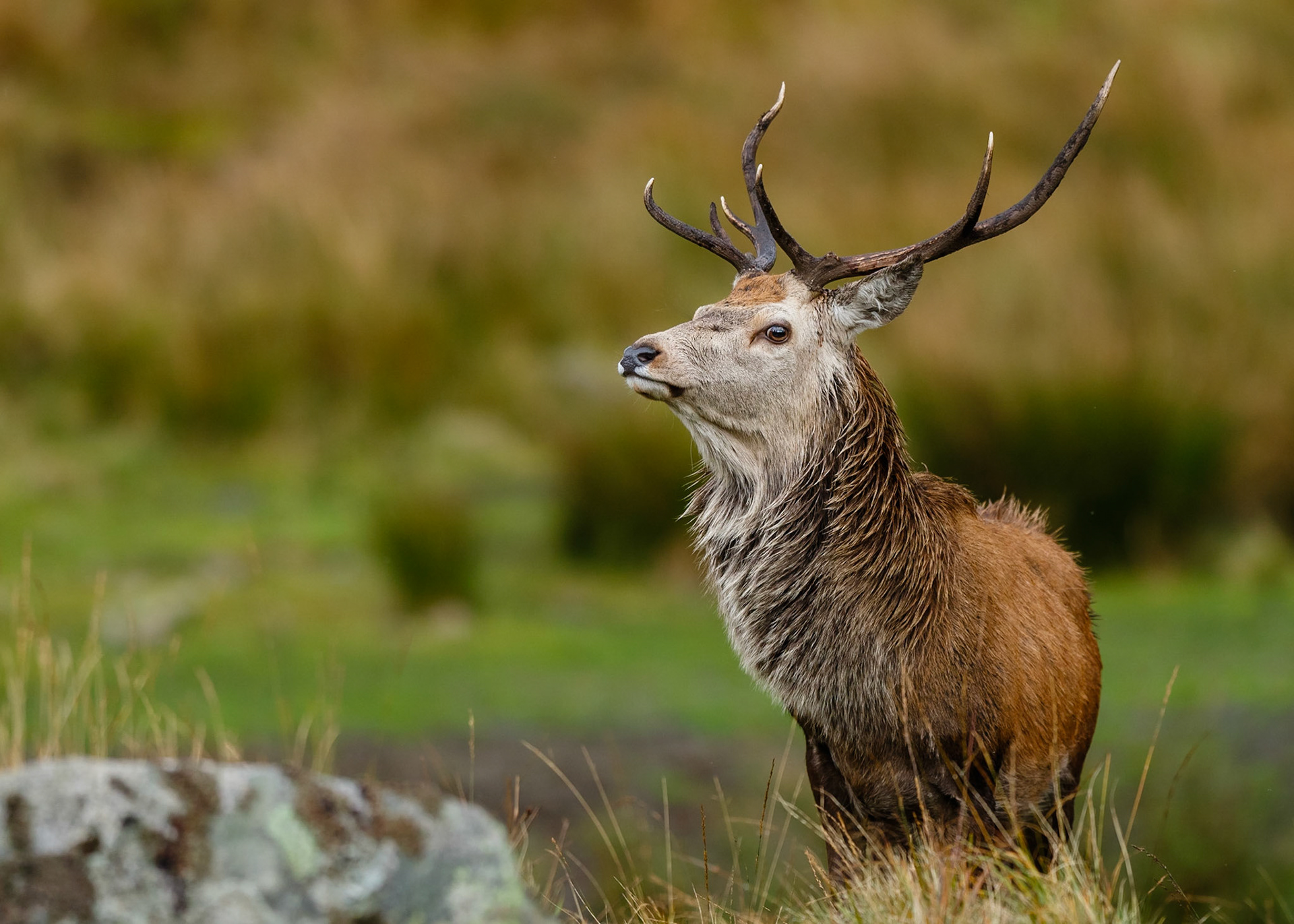 Red Deer