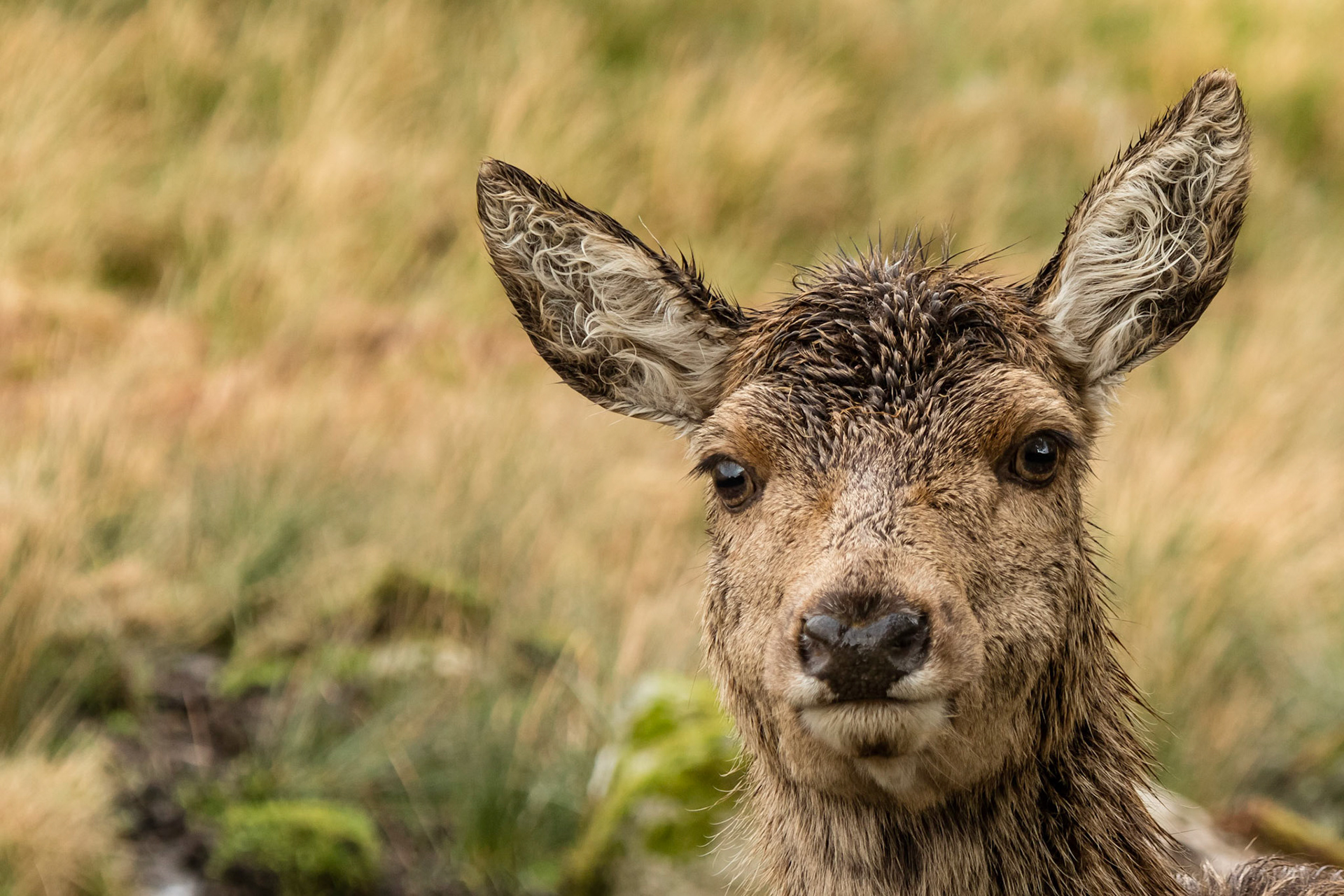 Red Deer