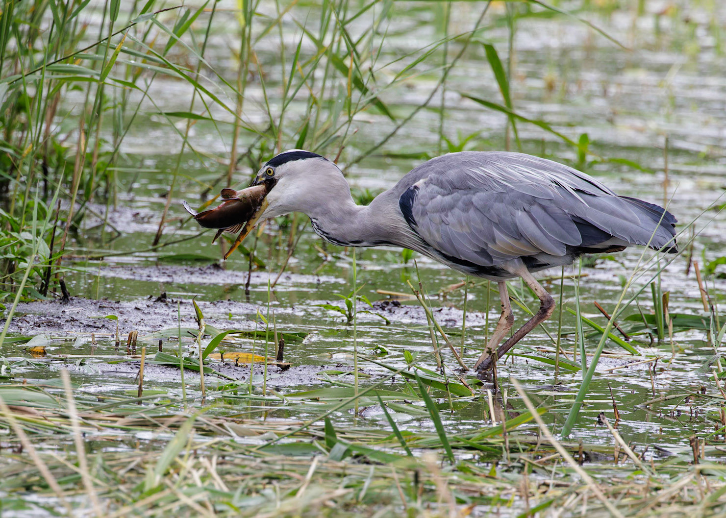 Grey Heron