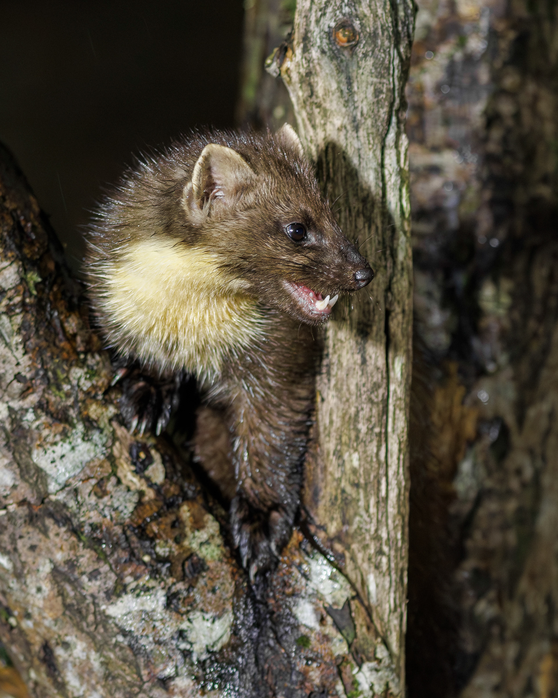 Pine Marten
