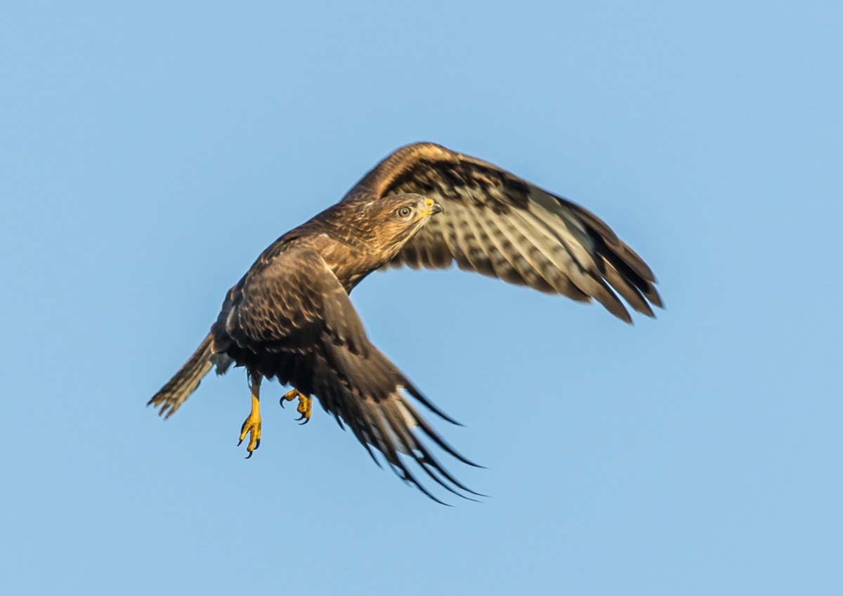 Buzzard