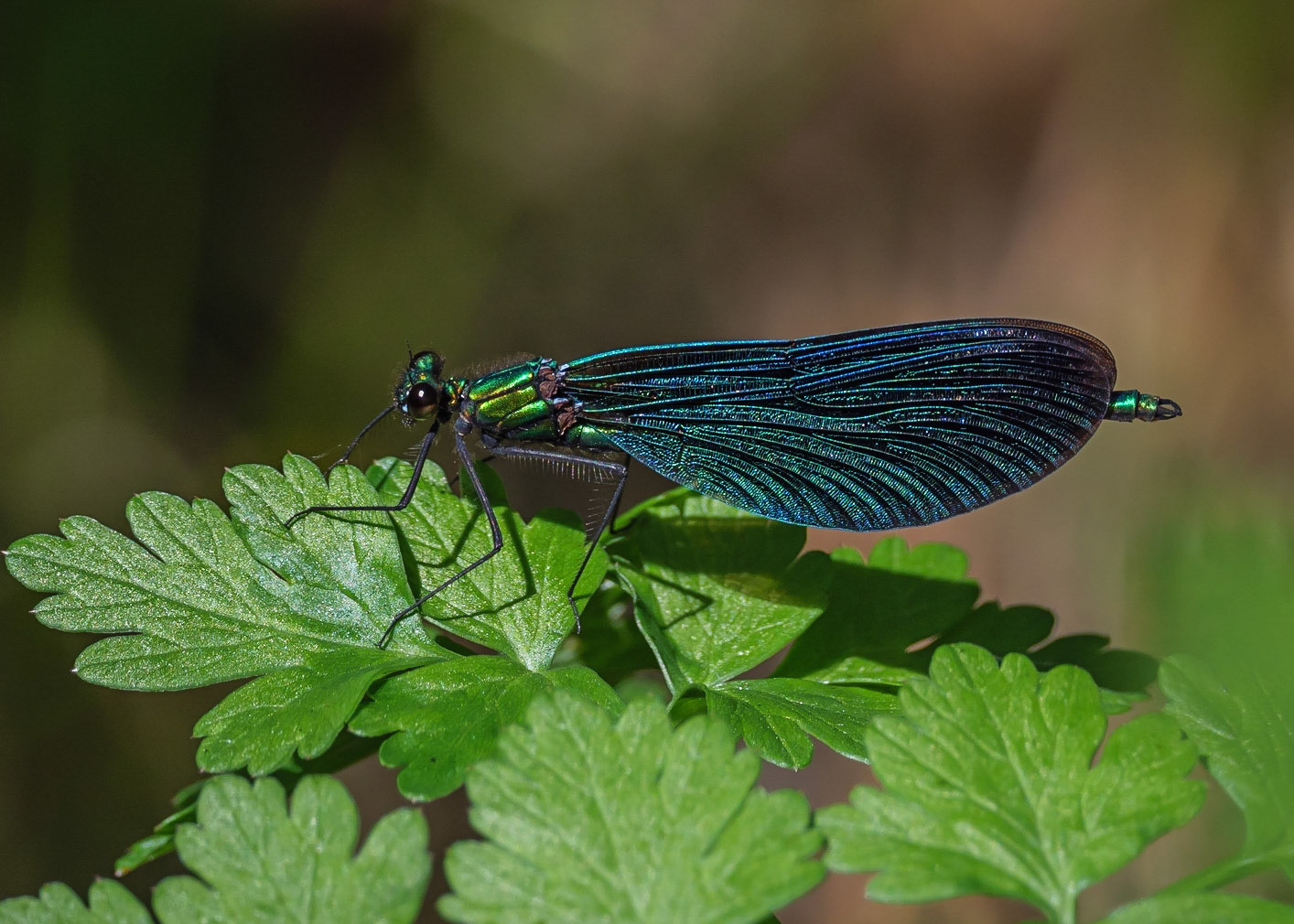 Beautiful Demoiselle