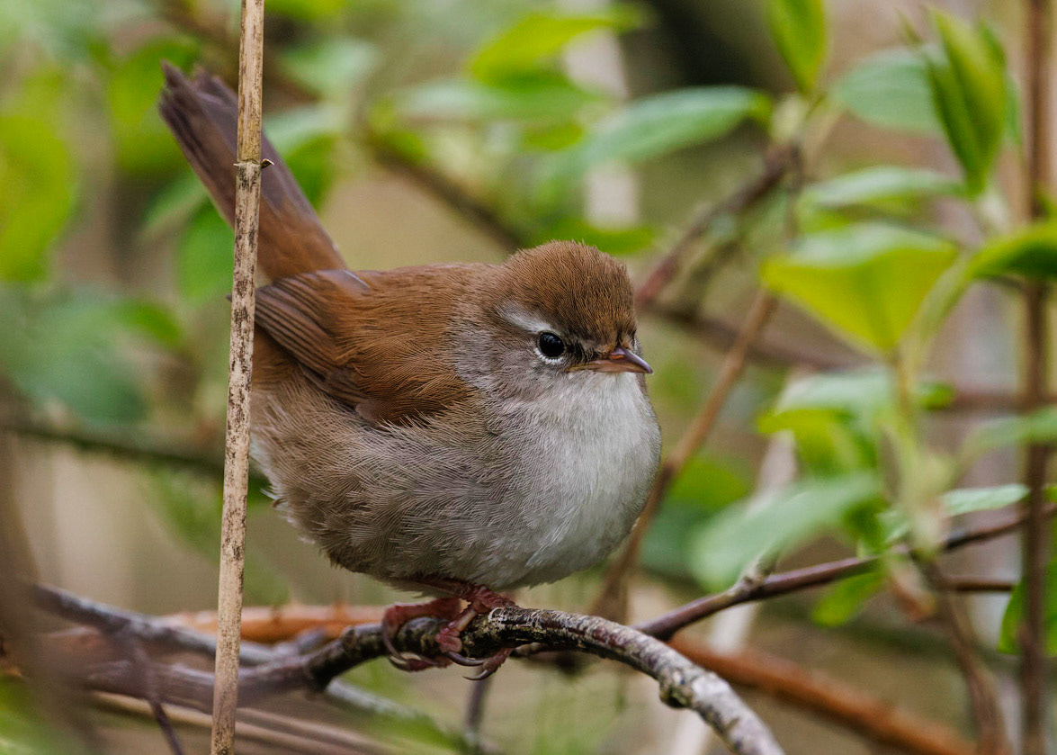 Cetti's Warbler