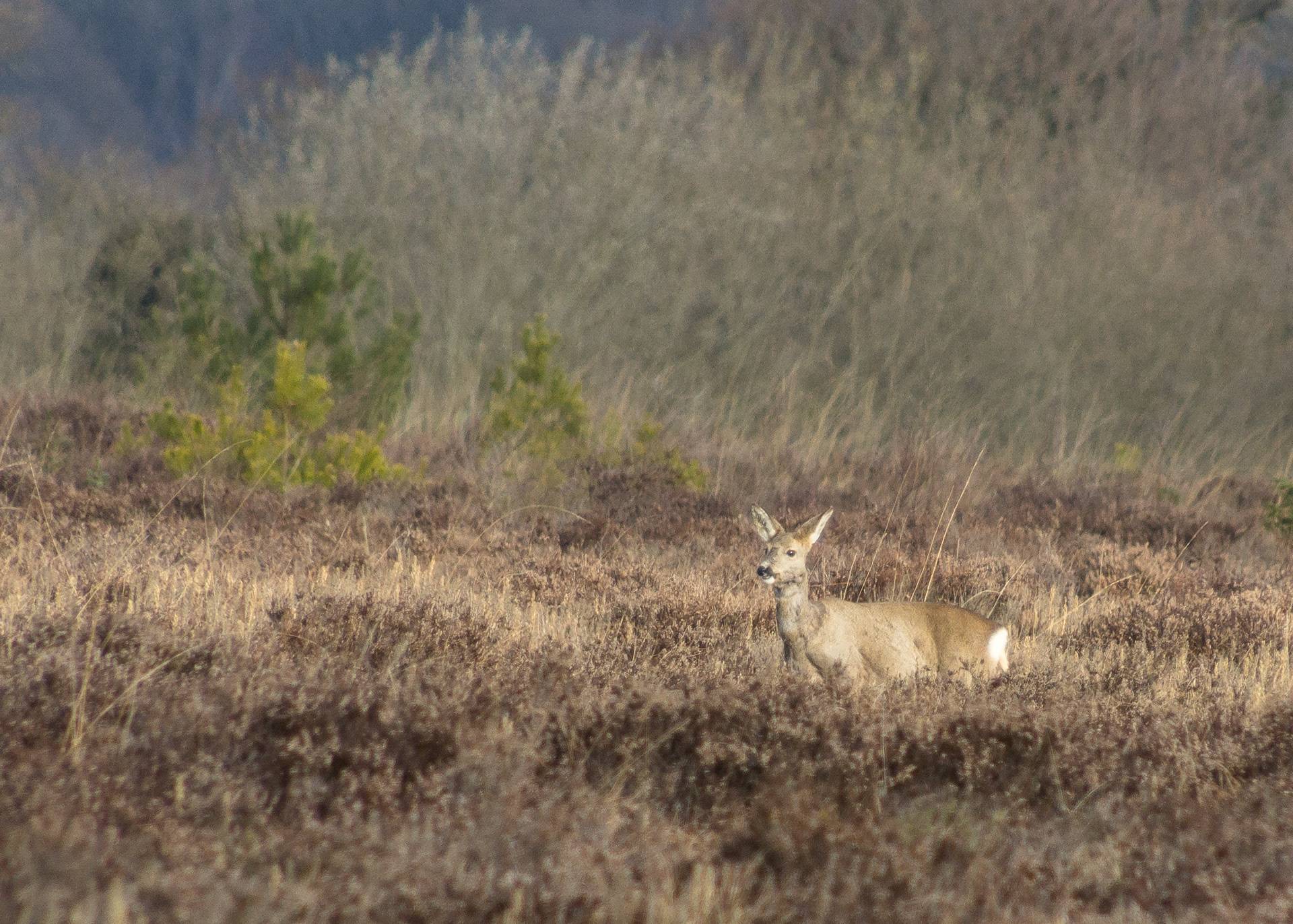 Roe Deer