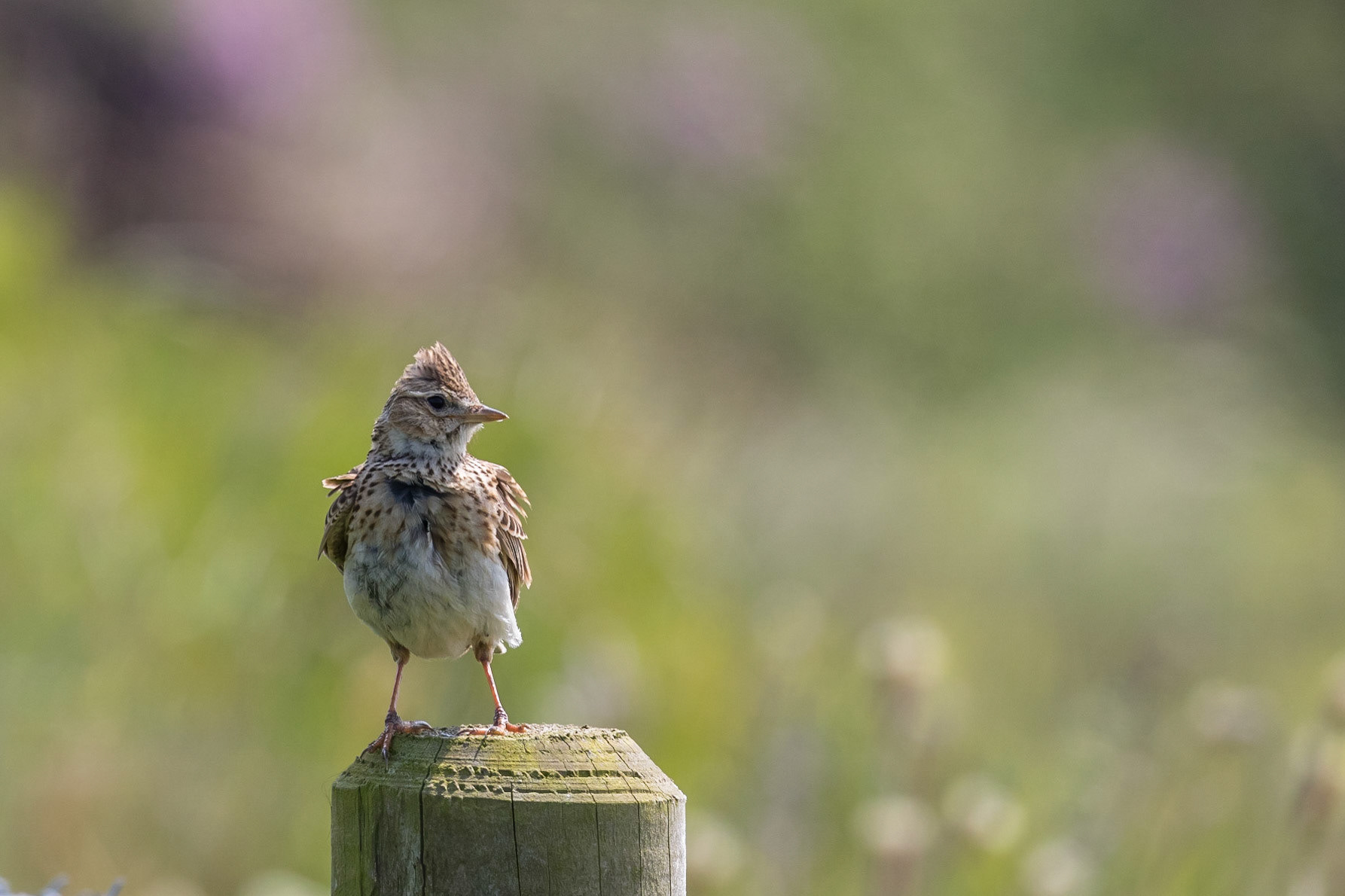 Skylark