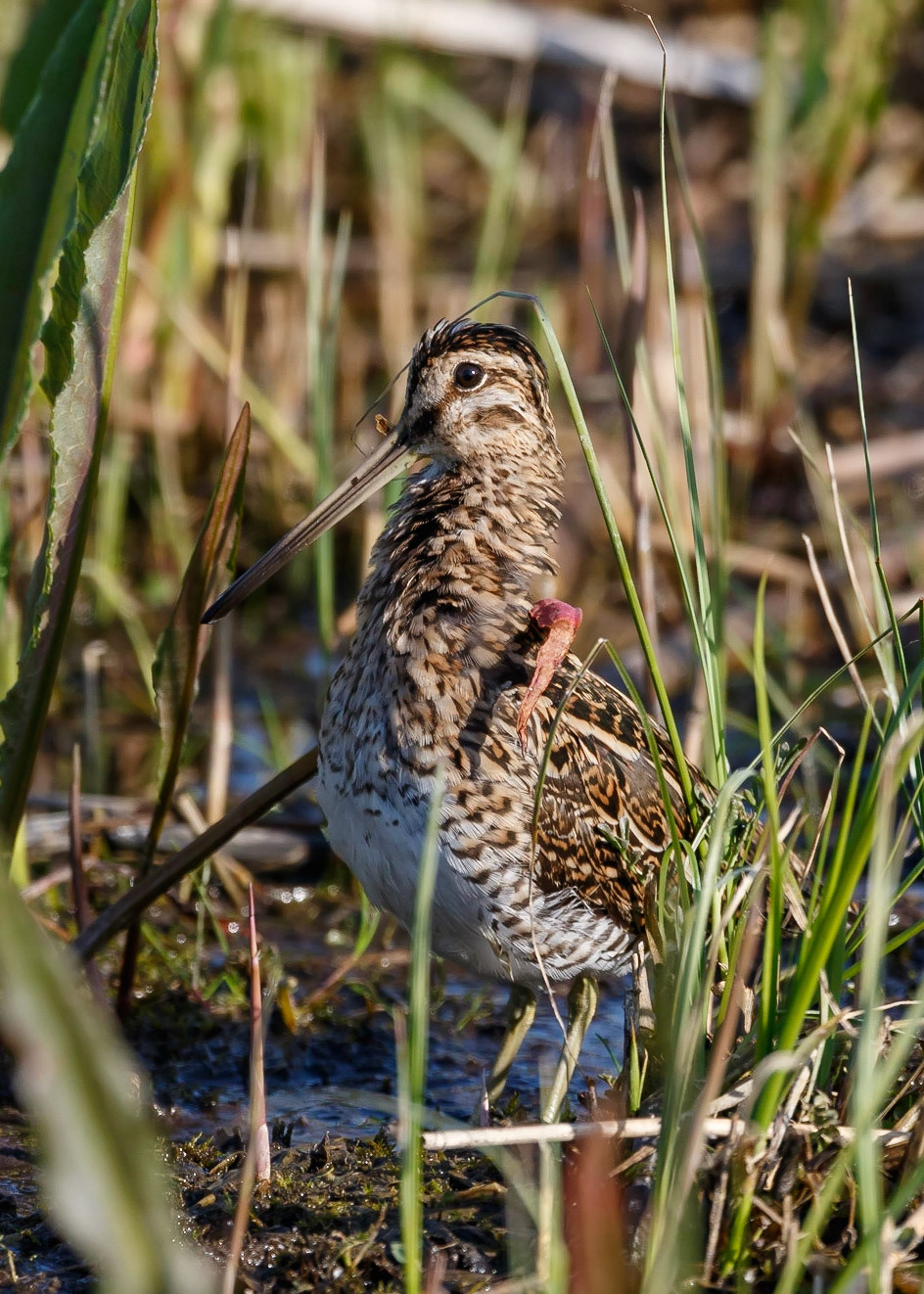 Snipe