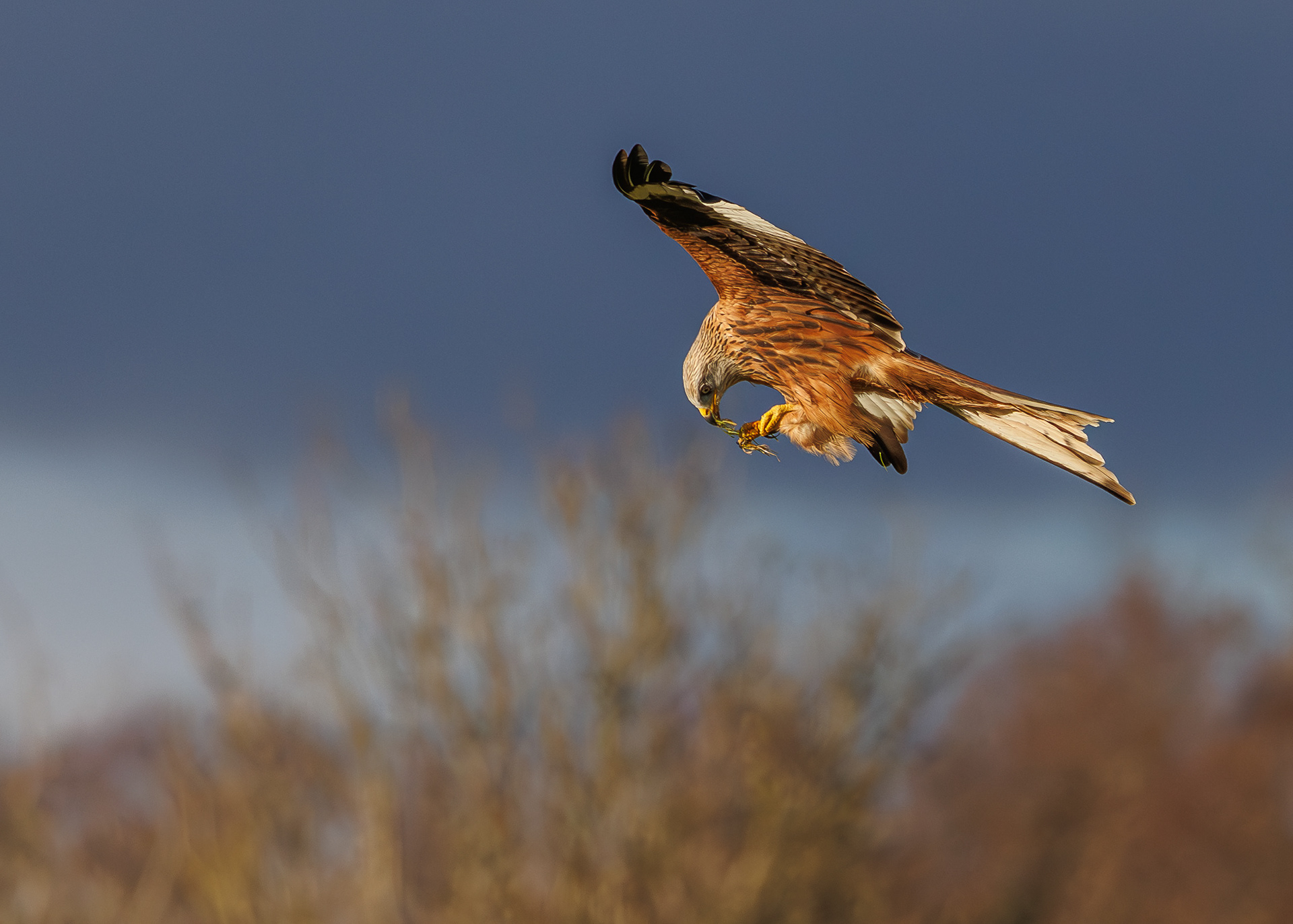 Red Kite