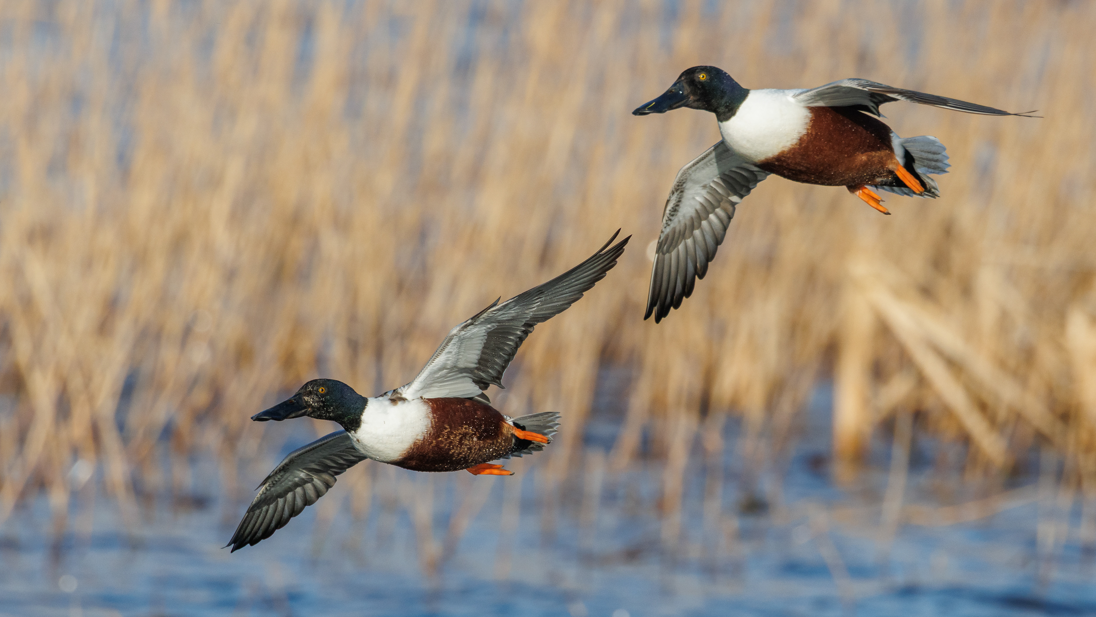 Shoveler
