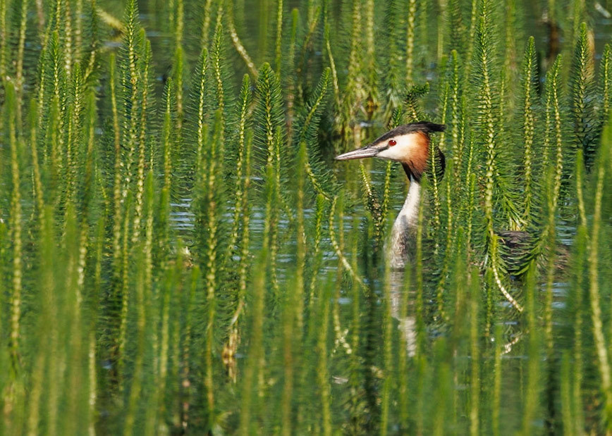 Great Crested Grebe