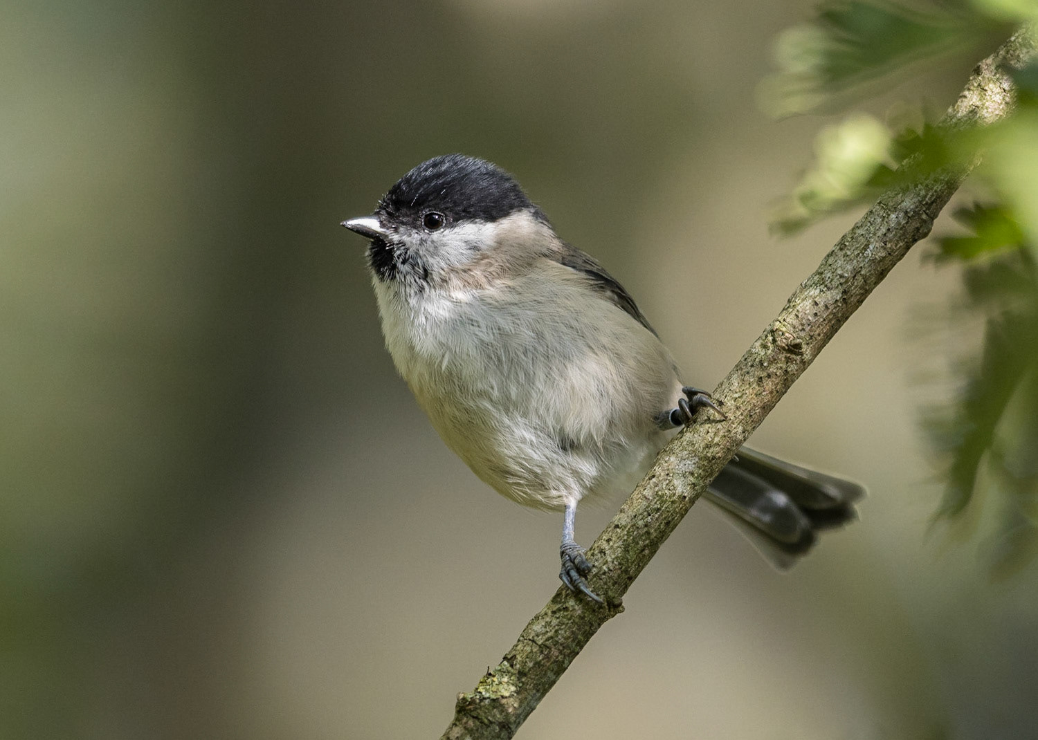 Marsh Tit