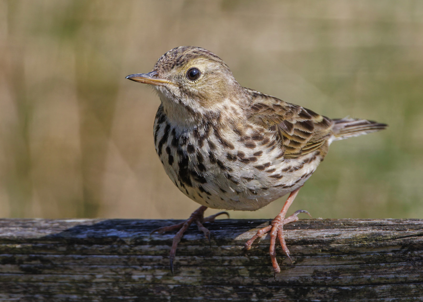 Meadow Pippit