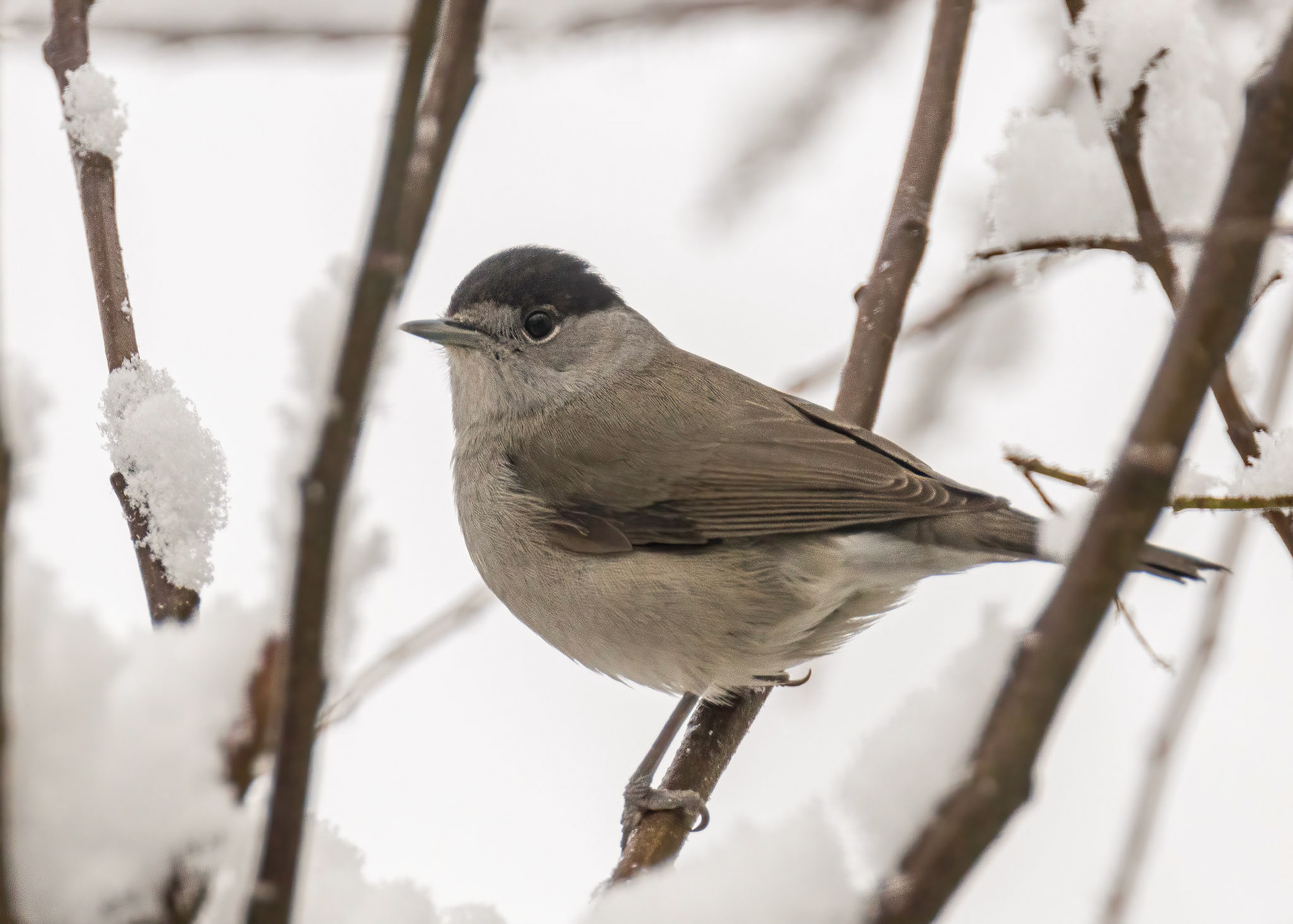 Blackcap