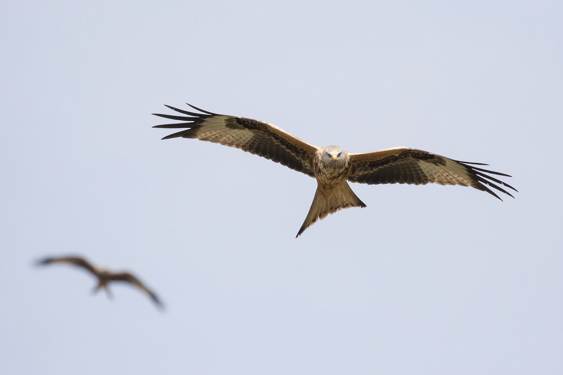 Red Kite