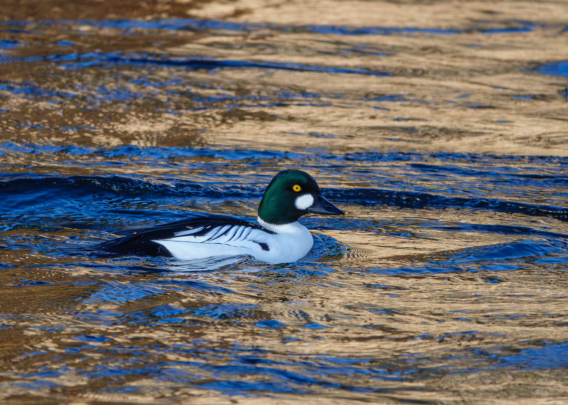 Goldeneye