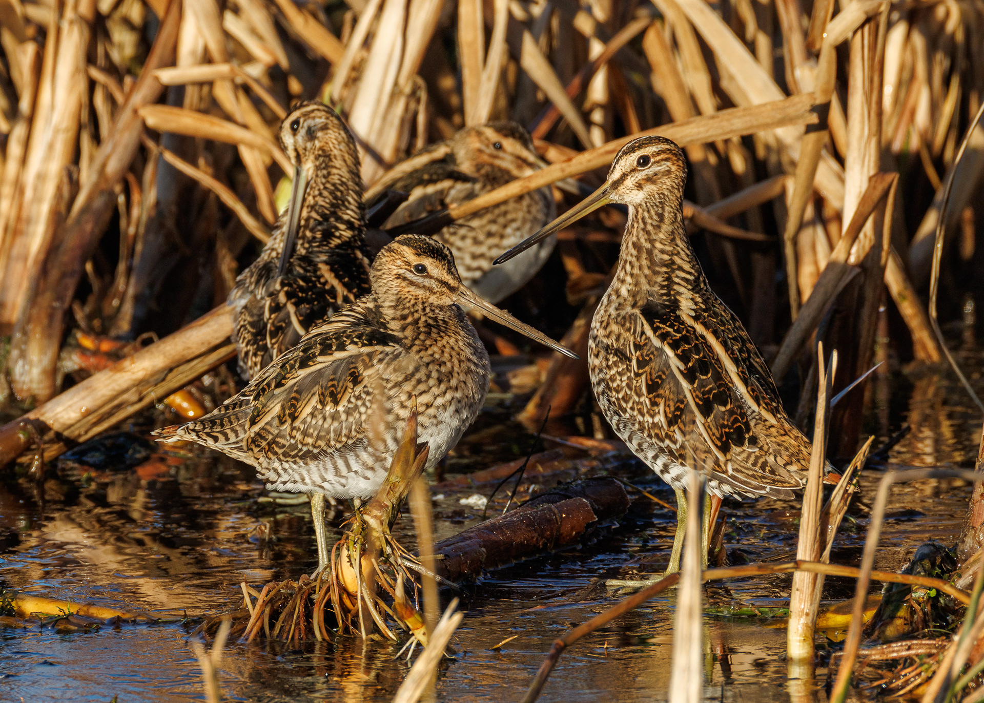 Snipe