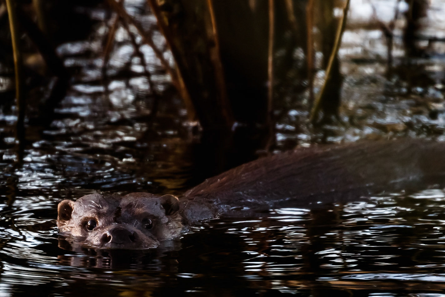 Otter