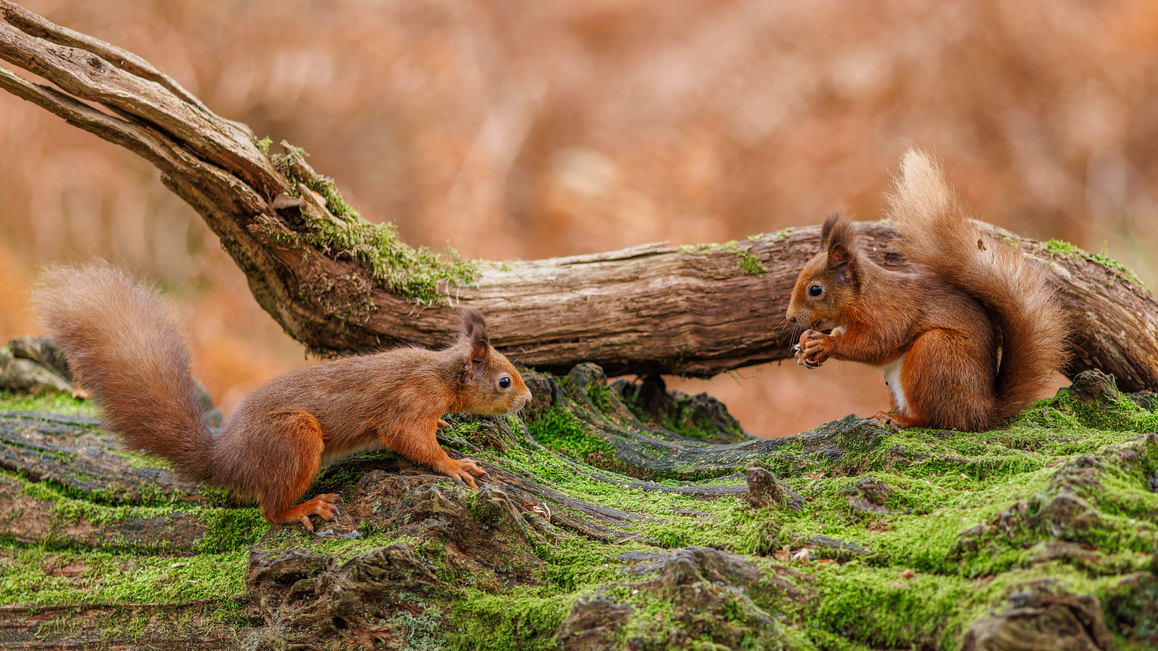 Red Squirrel