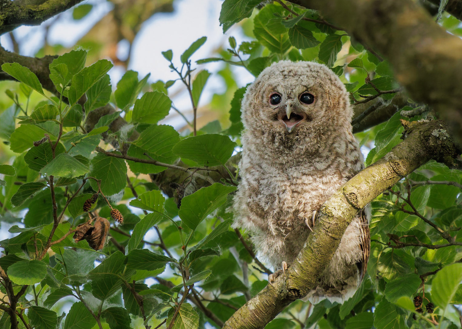 Tawny Owl
