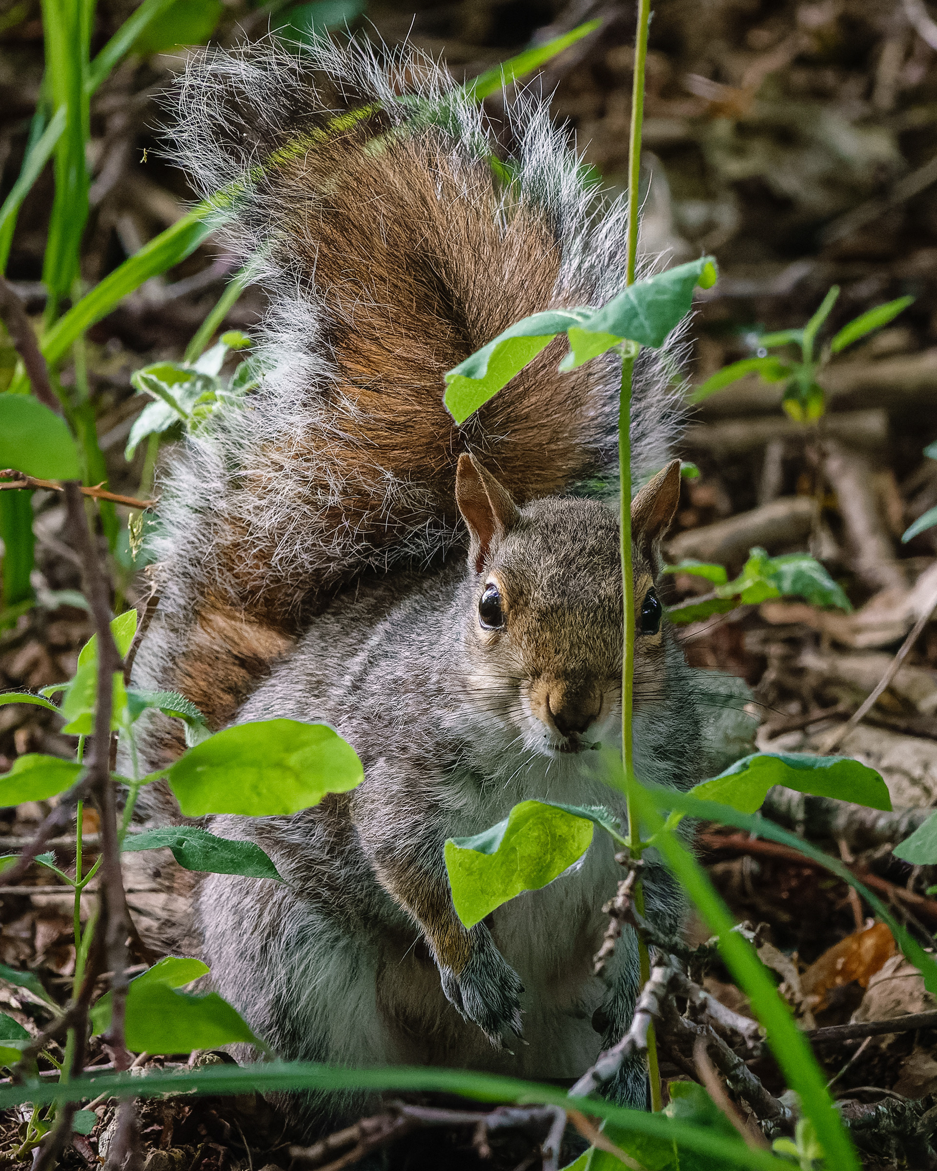 Grey Squirrel