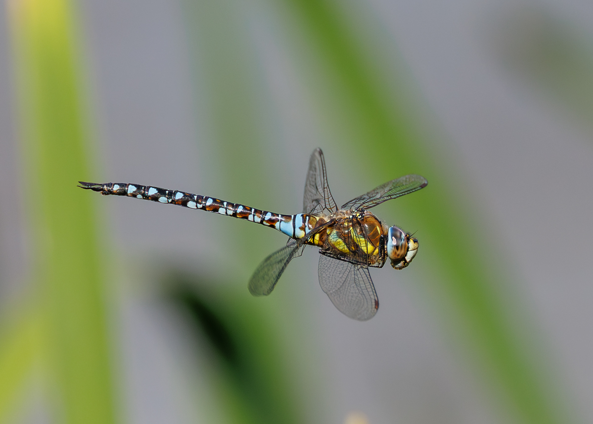 Dragonfly