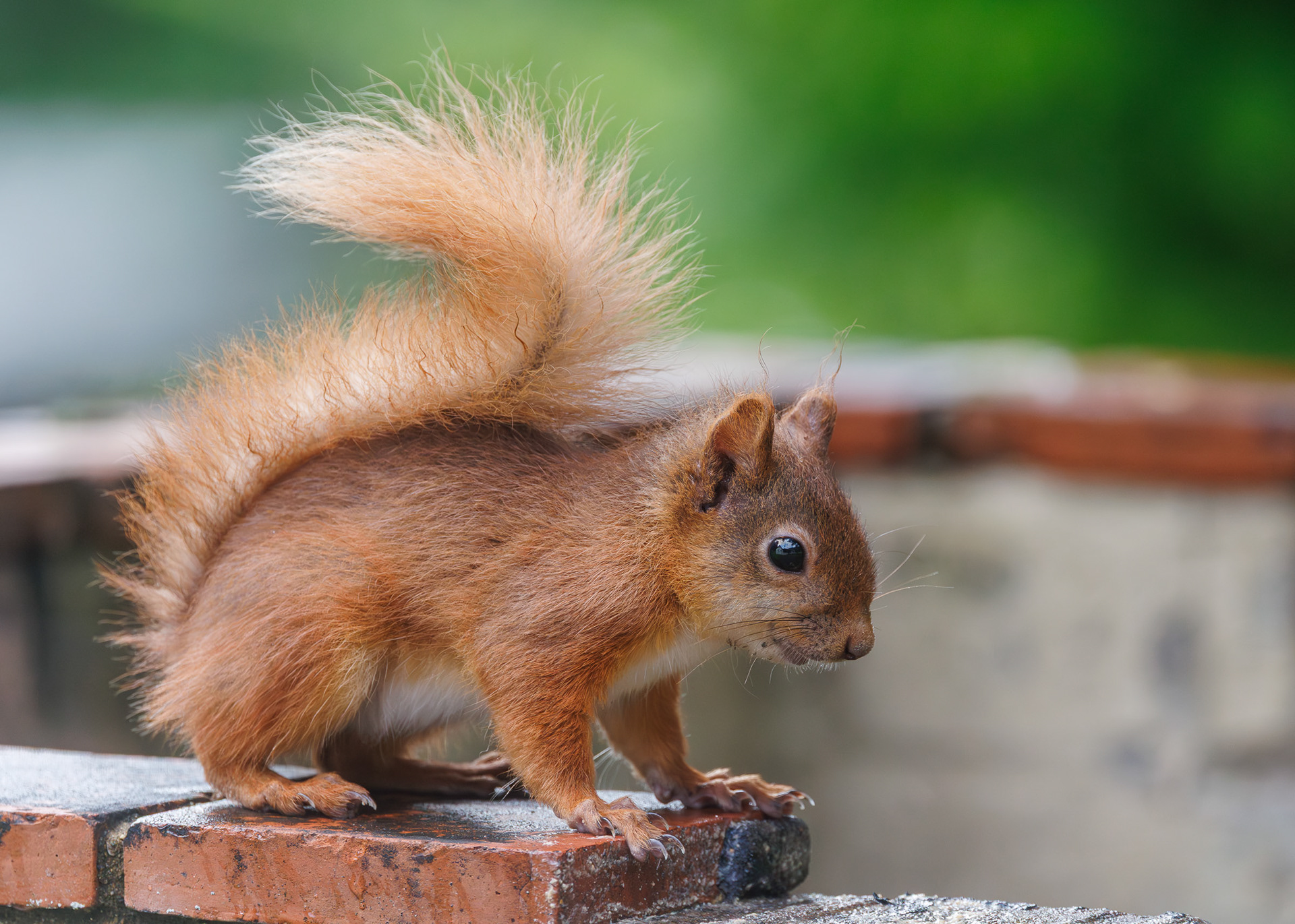 Red Squirrel