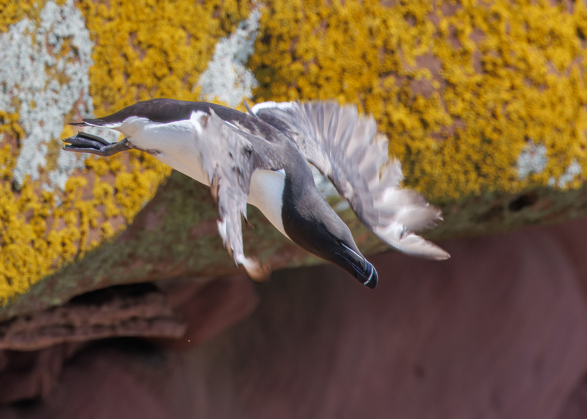 Razorbill