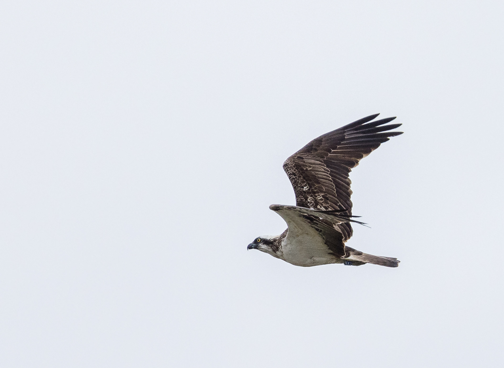 Osprey