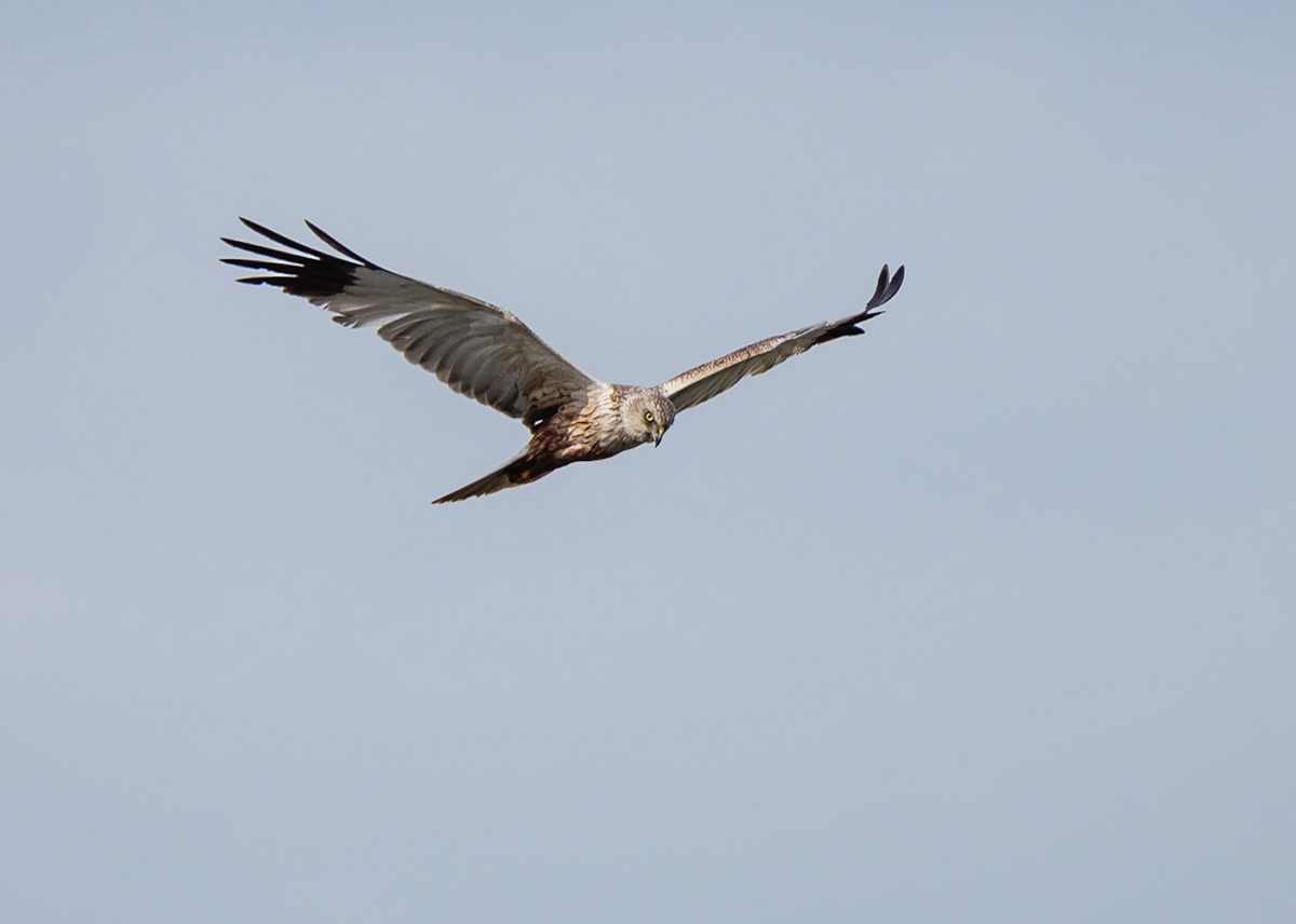 Marsh Harrier