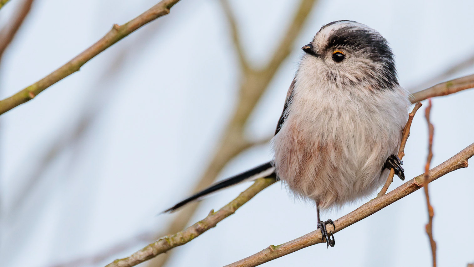 Long-tailed Tit