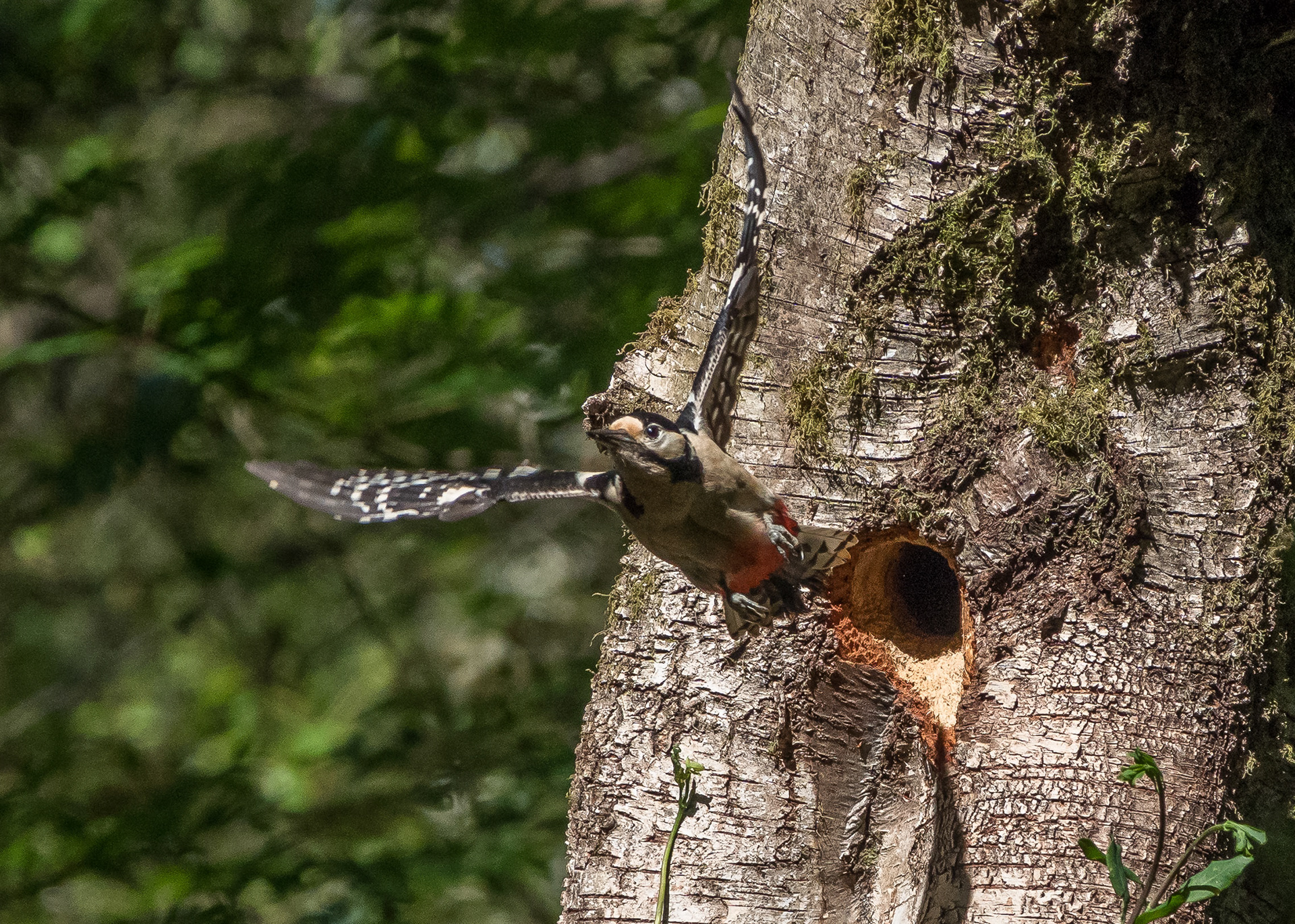 Great Spotted Woodpecker