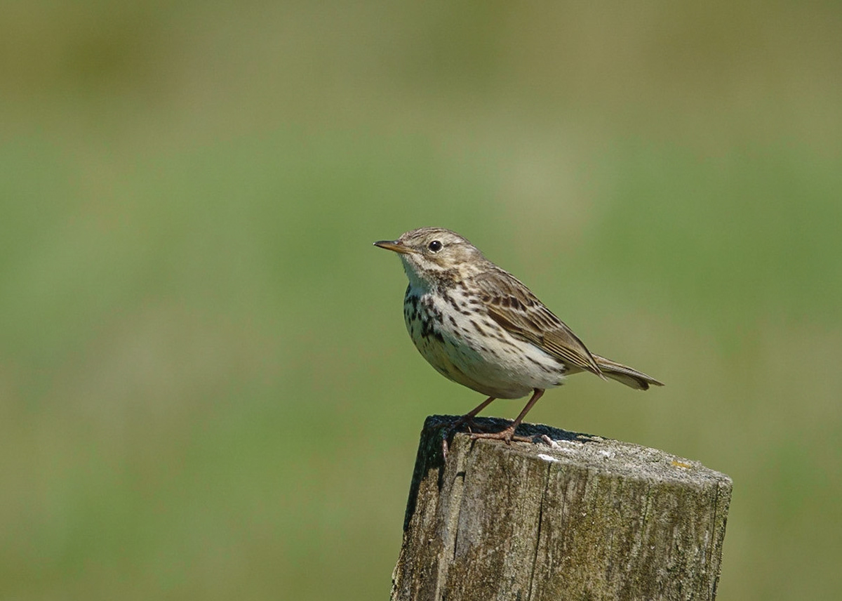Meadow Pippit