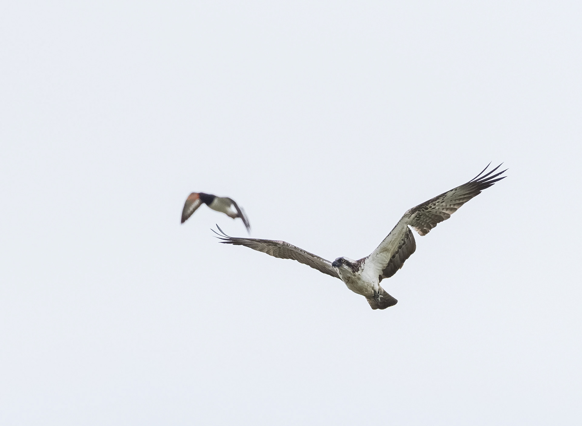 Osprey