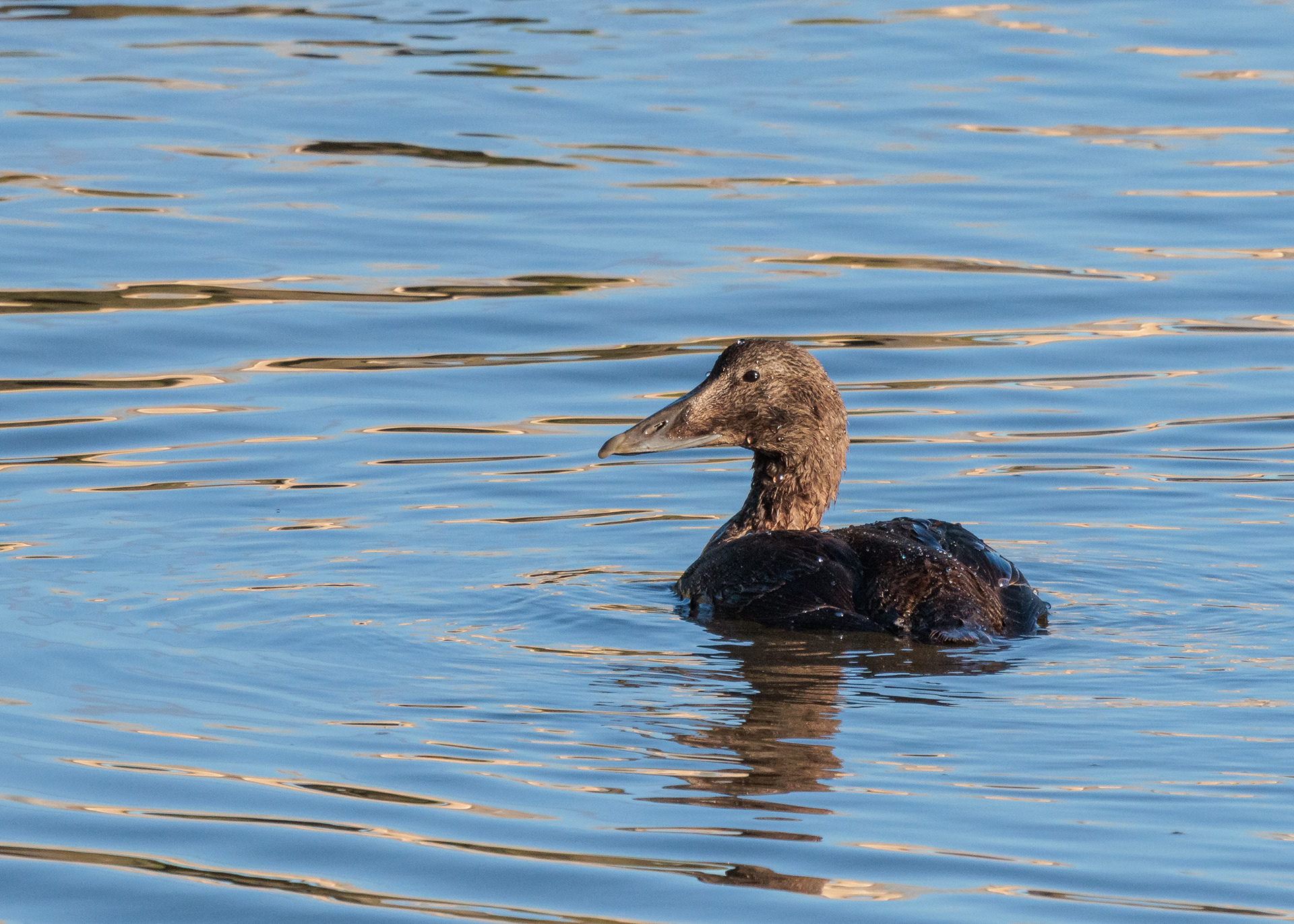 Eider