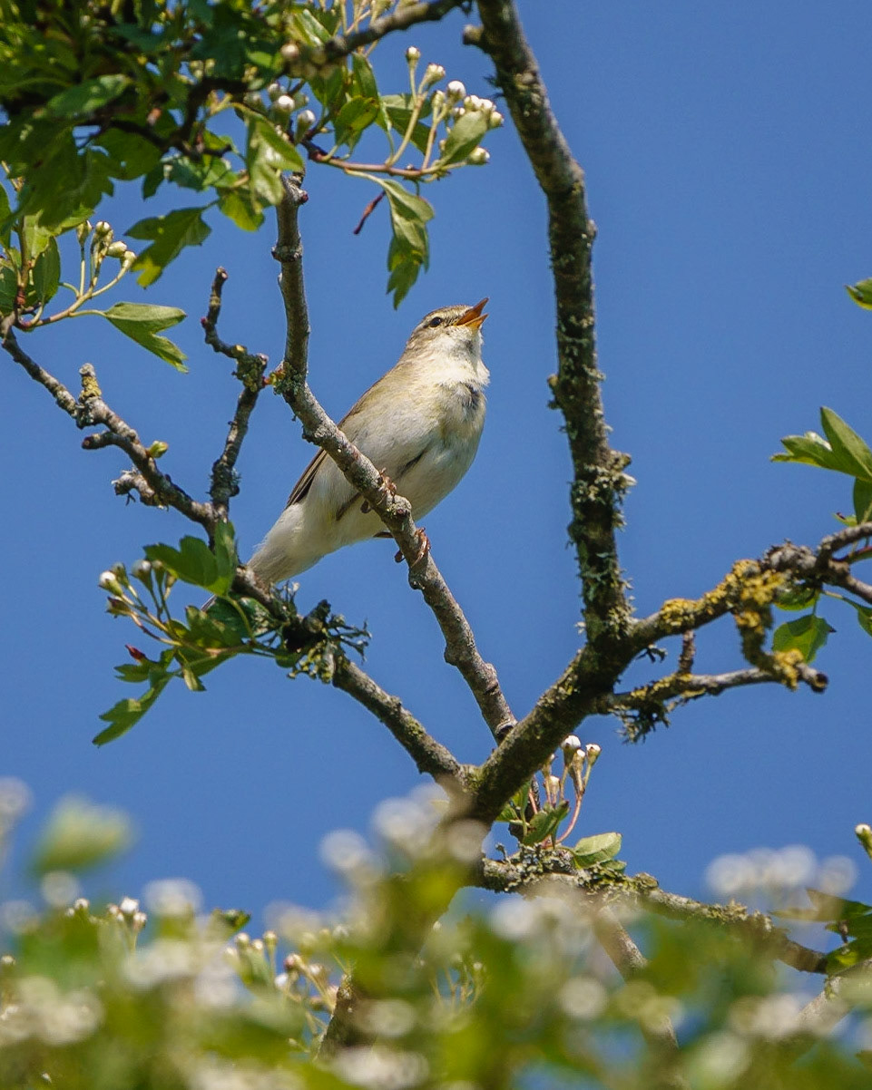 Willow Warbler
