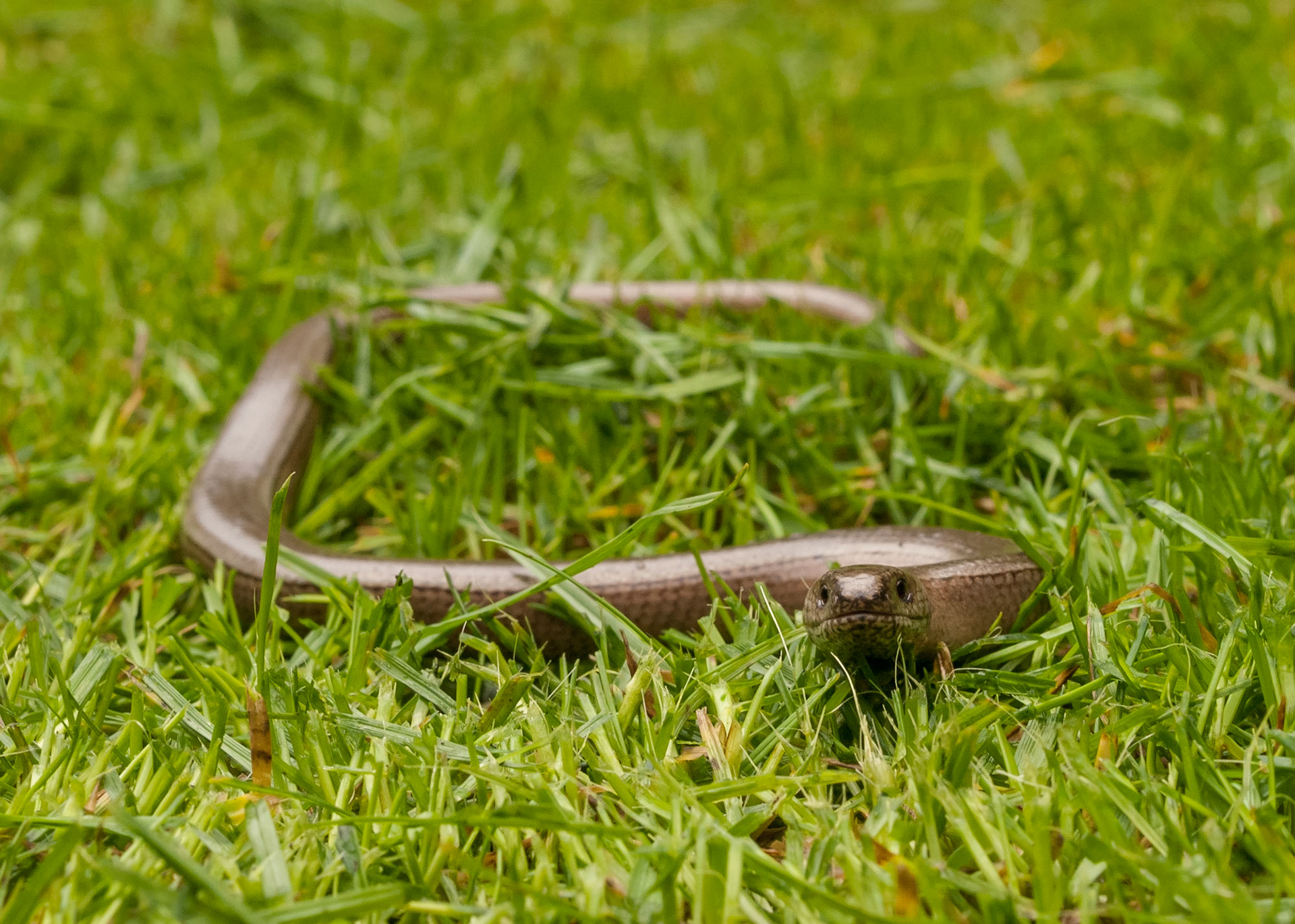 Slow-worm