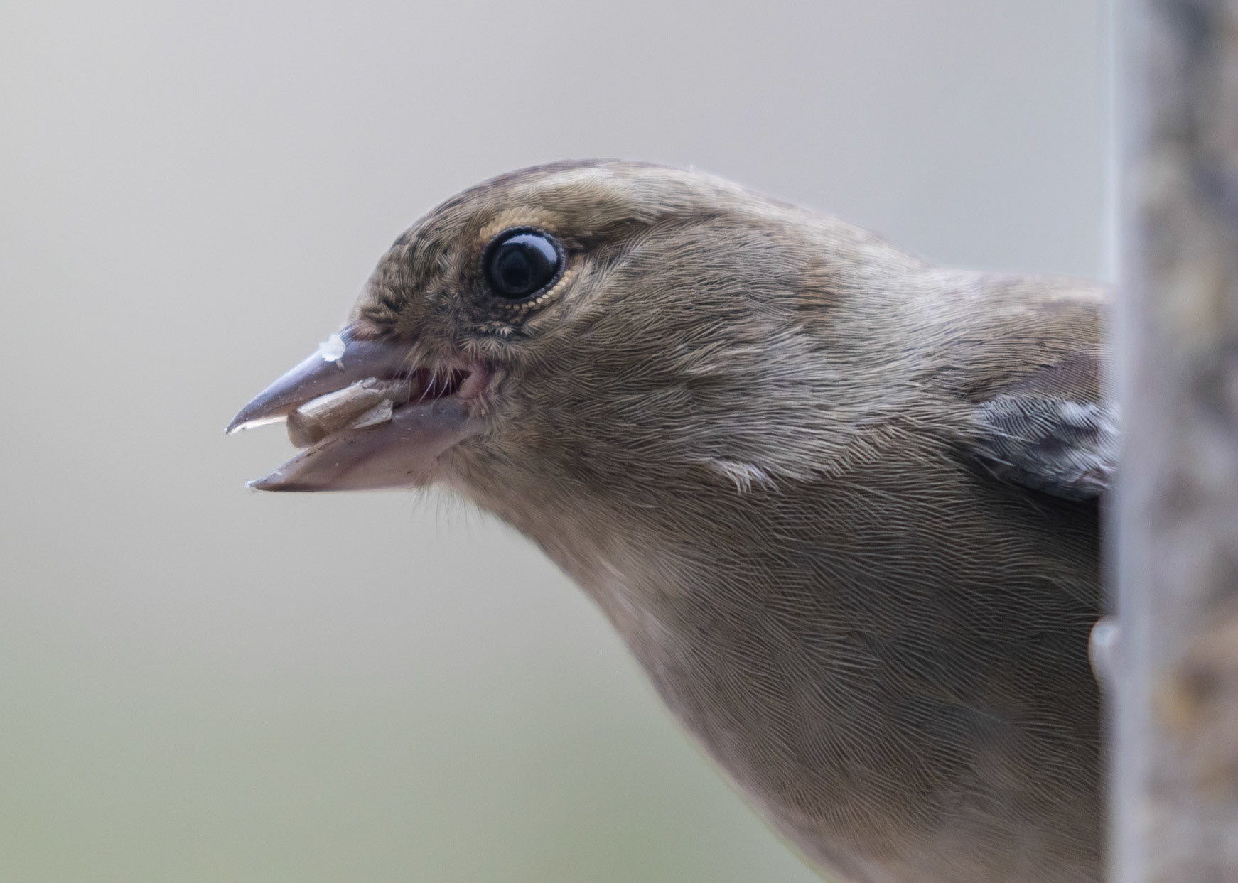 Chaffinch