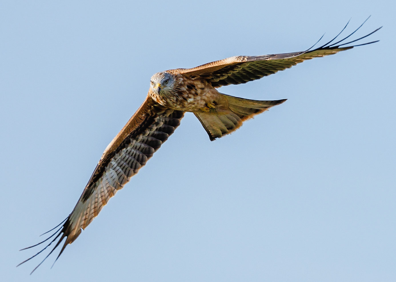 Red Kite
