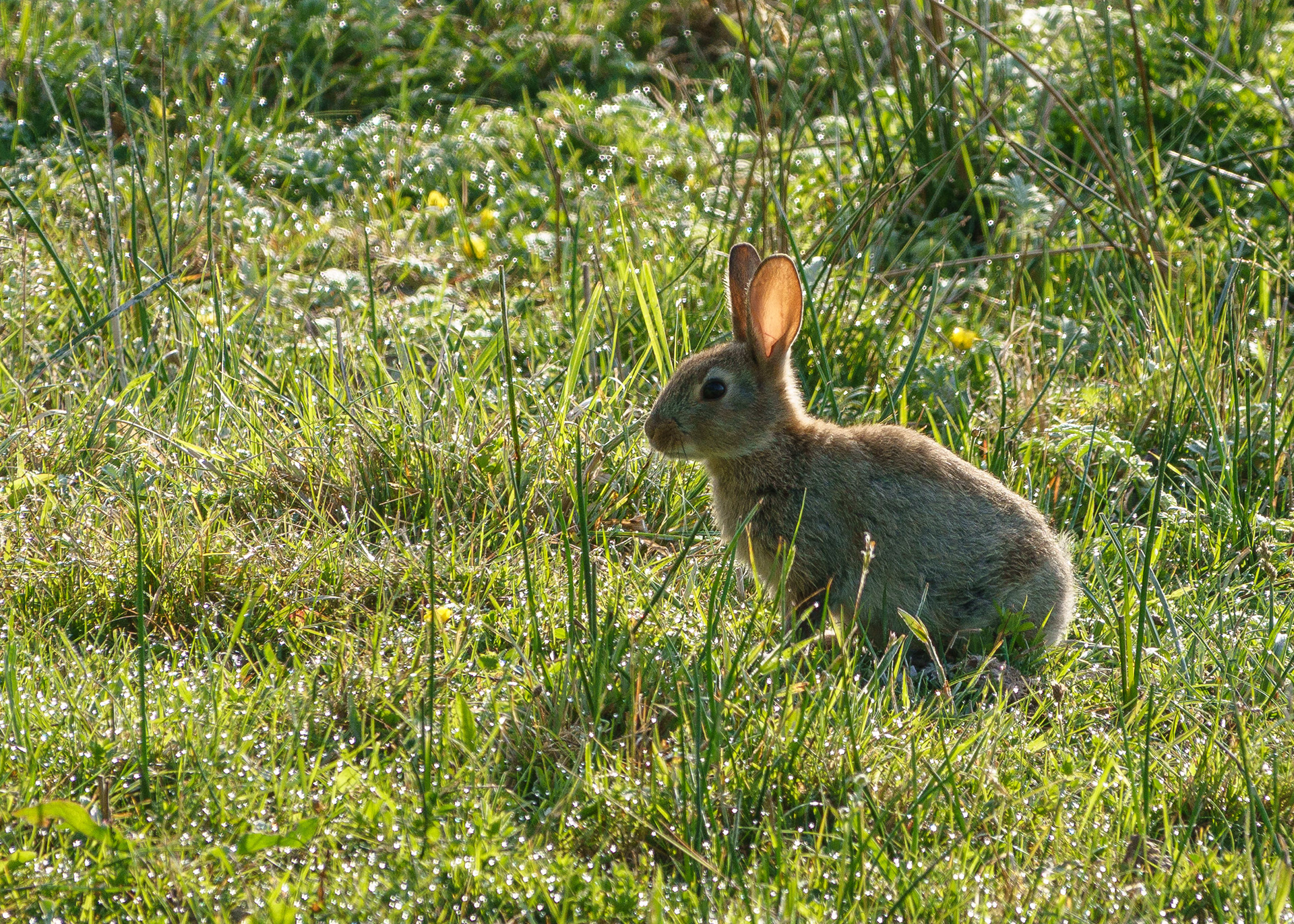 Rabbit