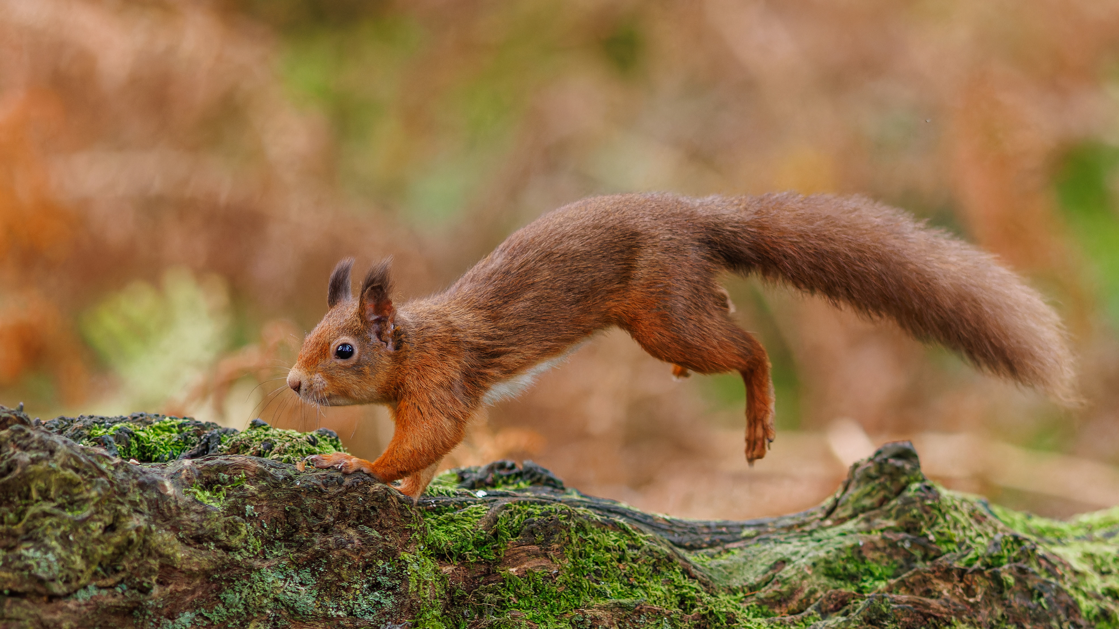 Red Squirrel