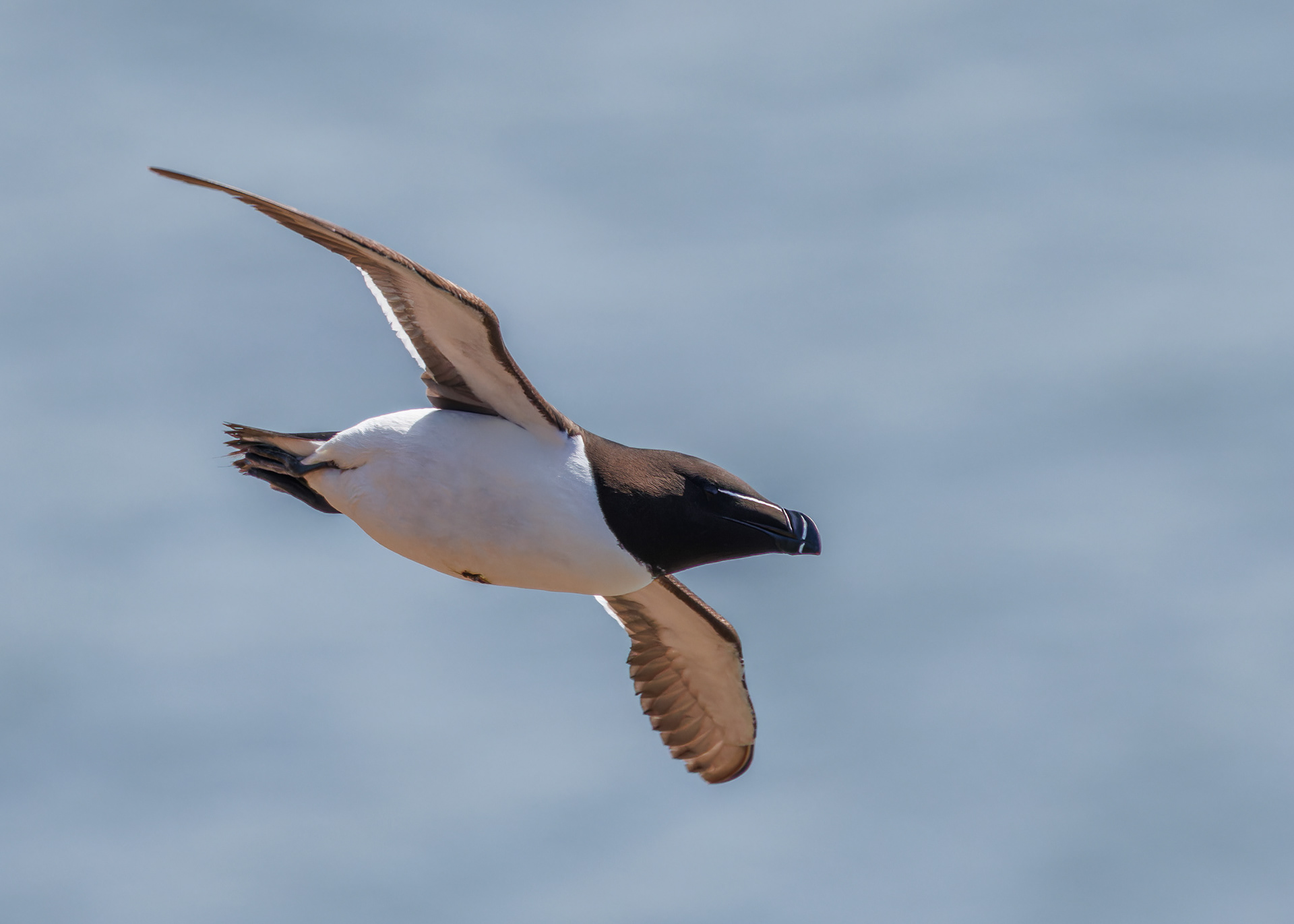 Razorbill