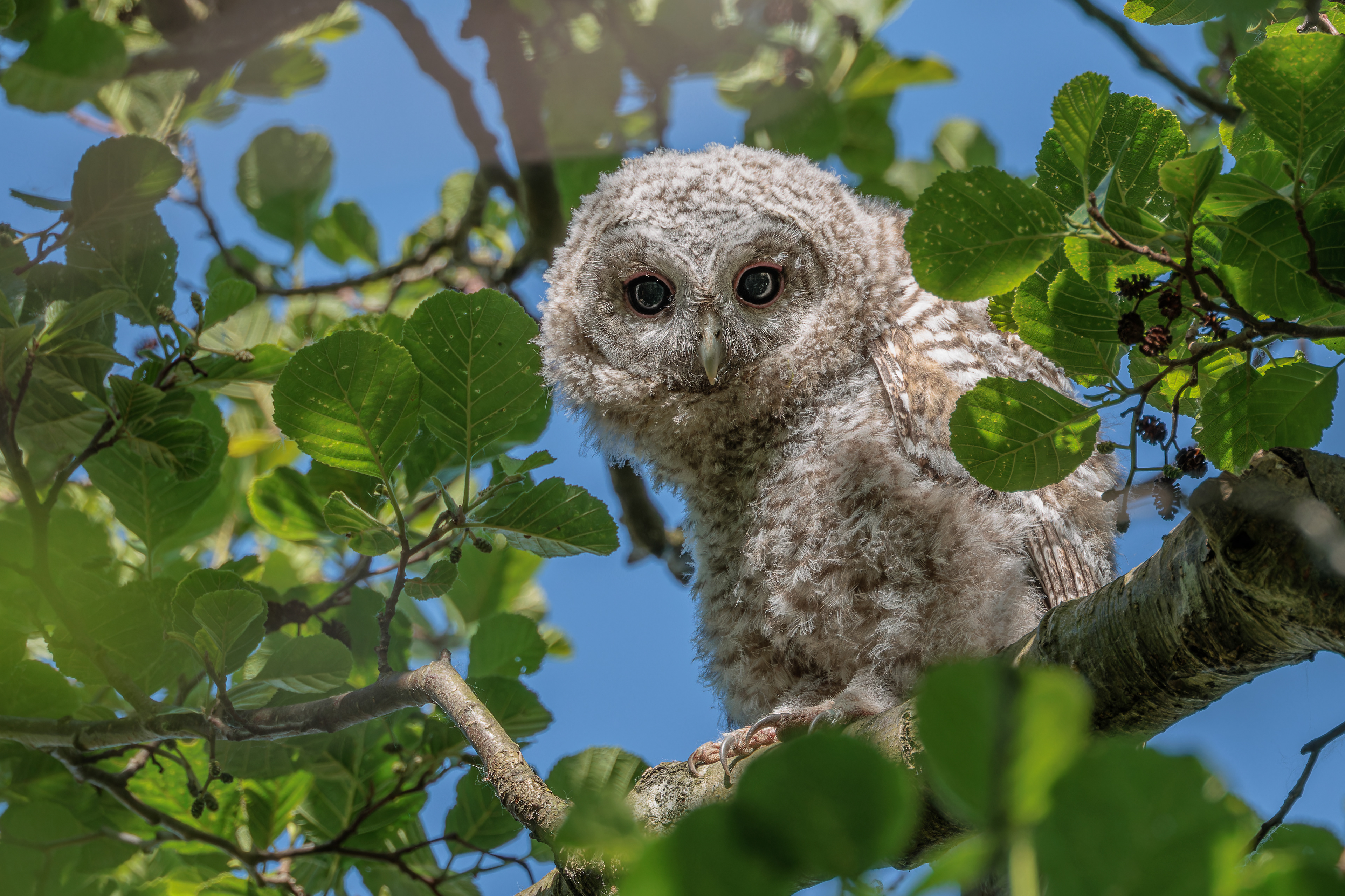 RSPB Inspiring Nature Calendar 2026
