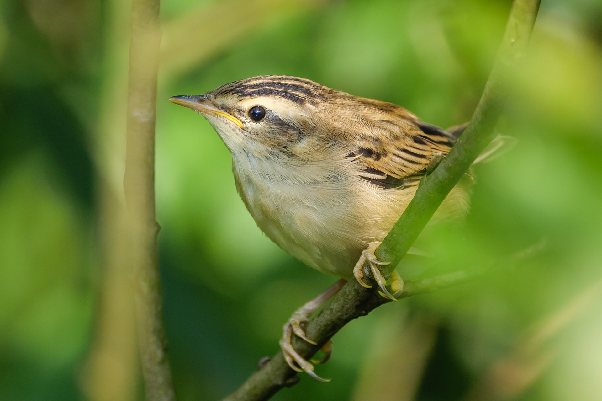 Sedge Warbler