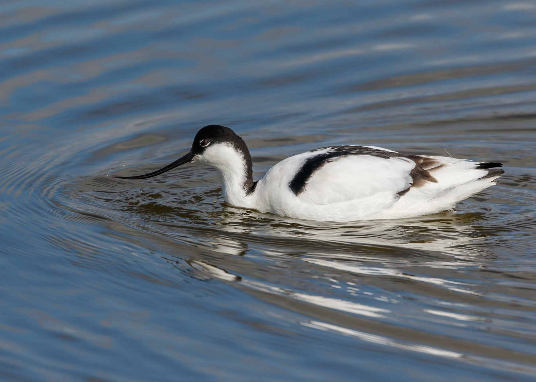 Avocet