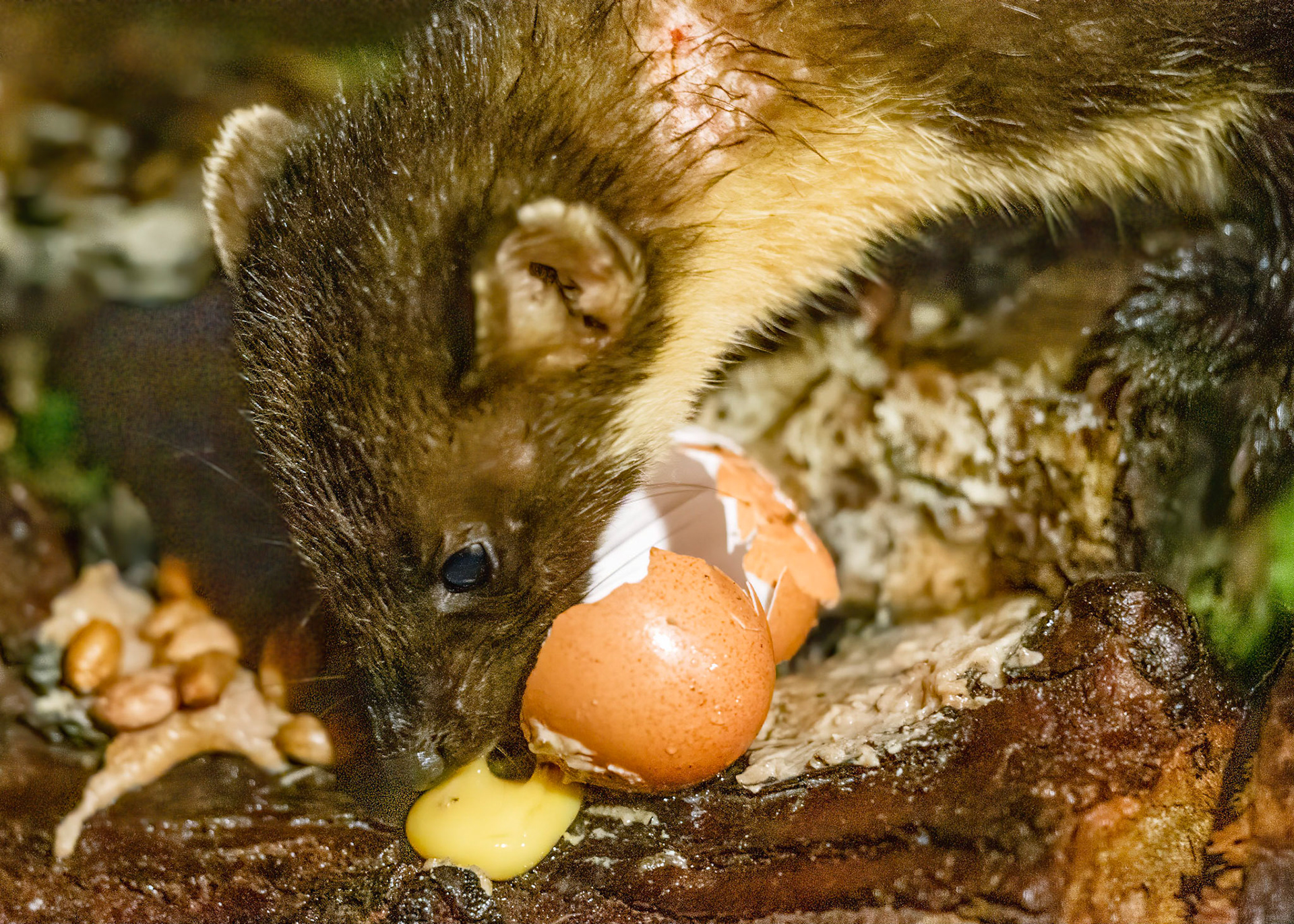Pine Marten