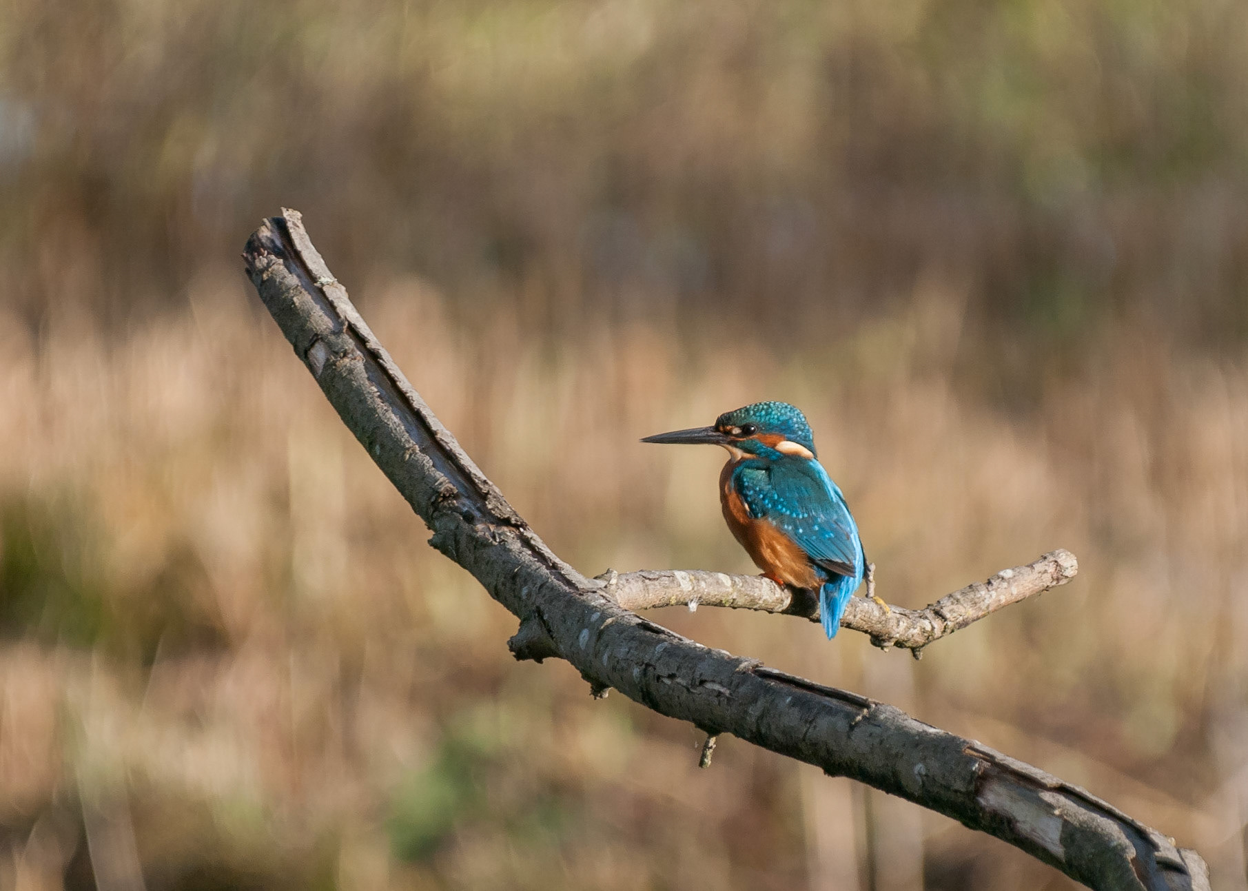 Kingfisher