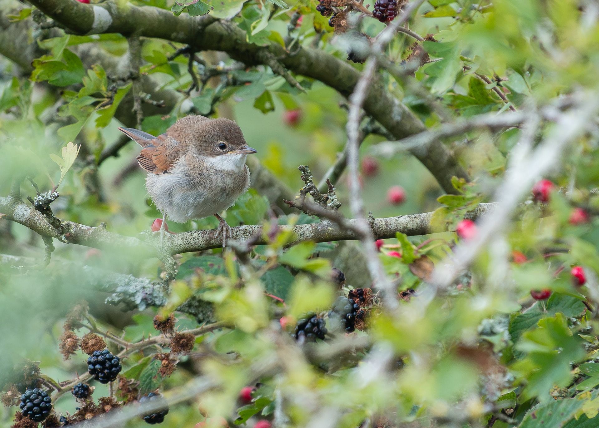 Whitethroat