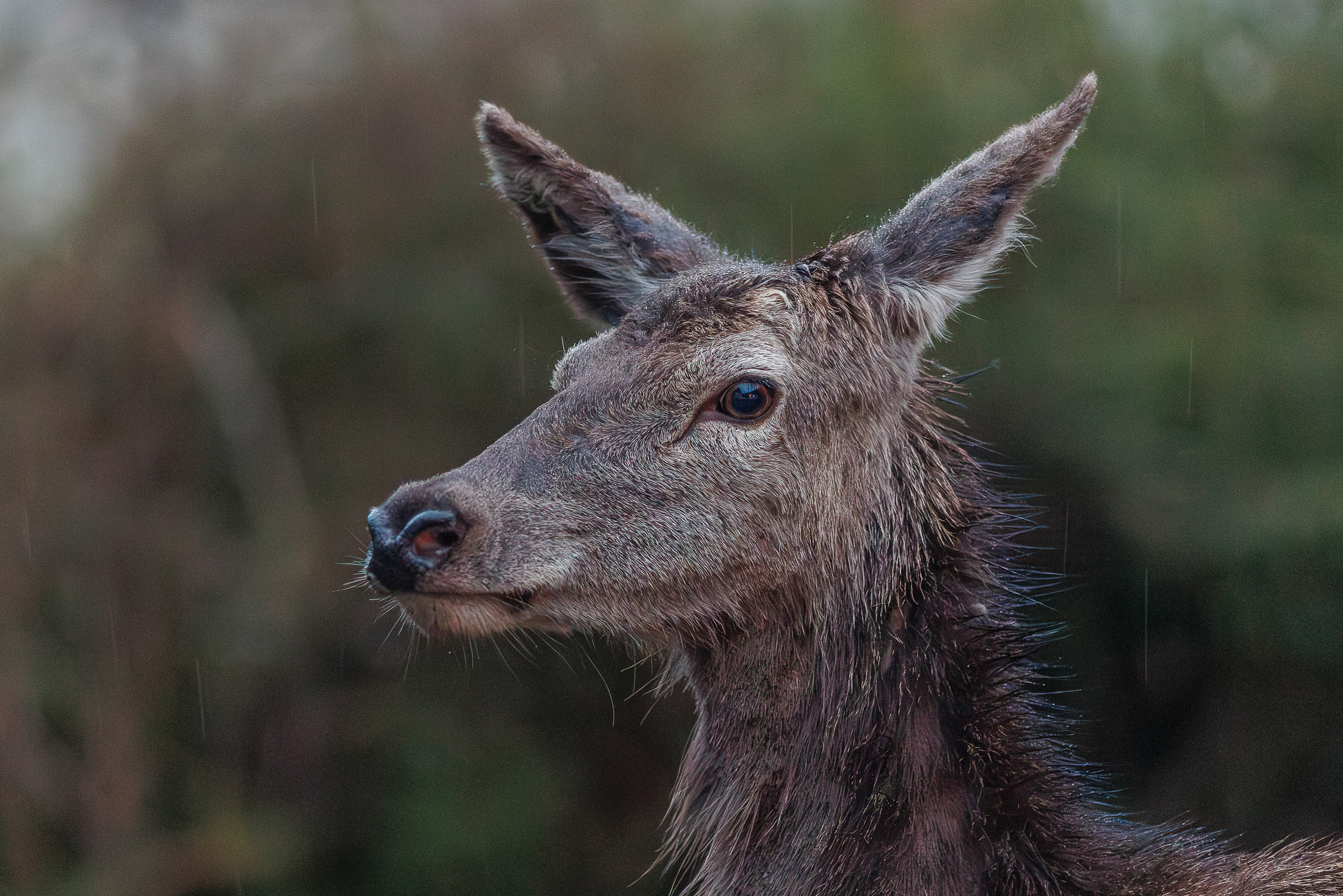 Red Deer